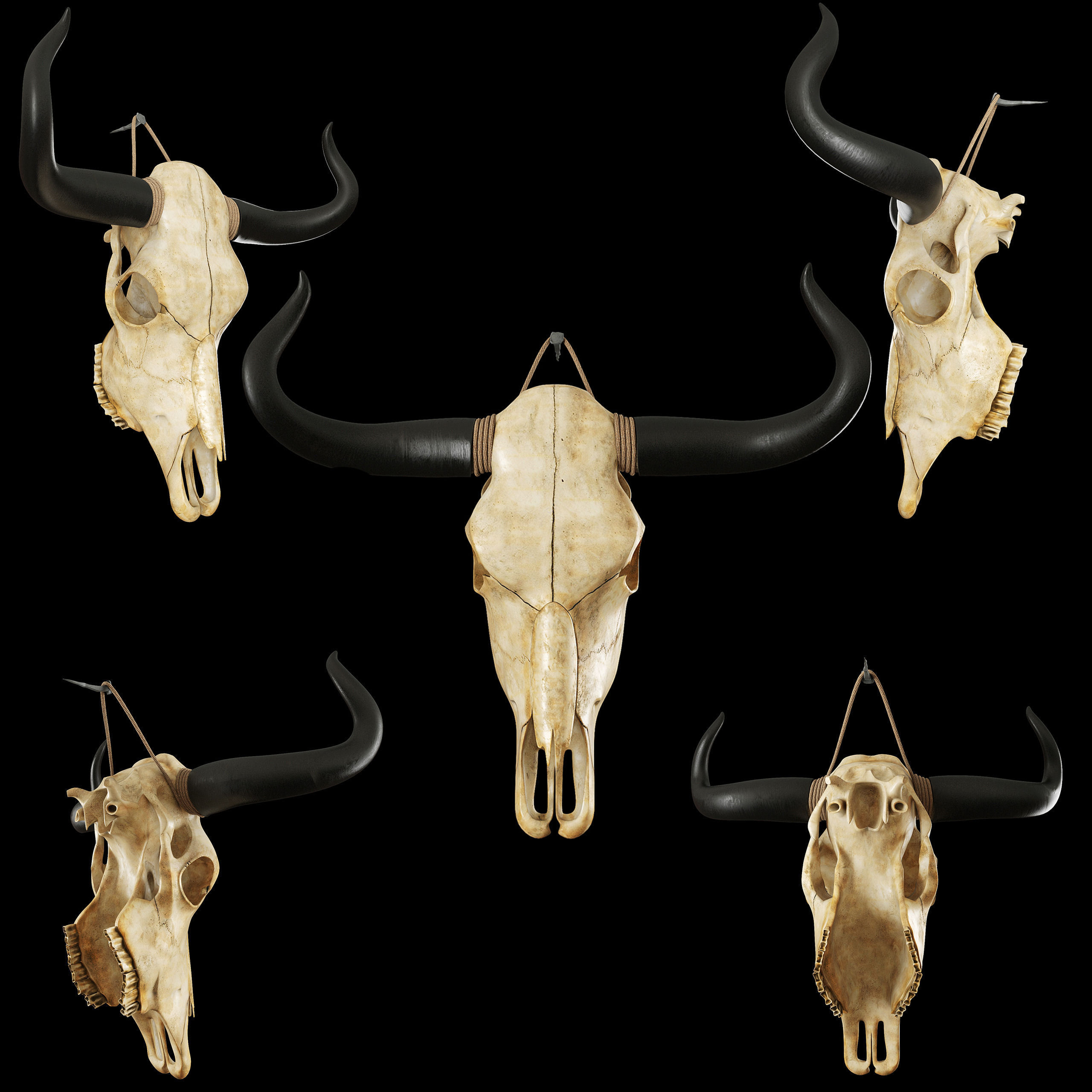 Cow skull misc 3D model | CGTrader