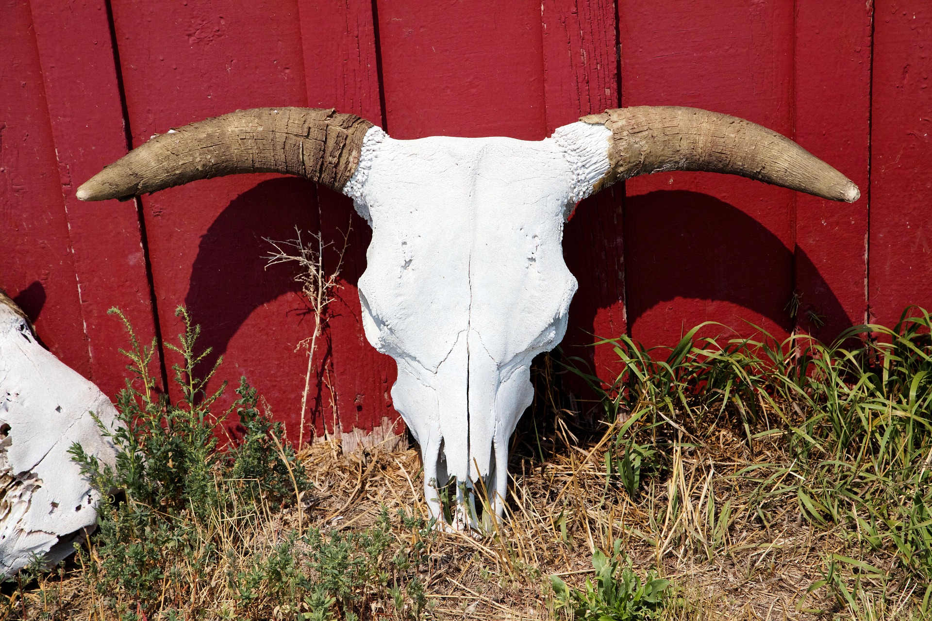 Bull Skull, Animal, Bone, Bull, Nature, HQ Photo