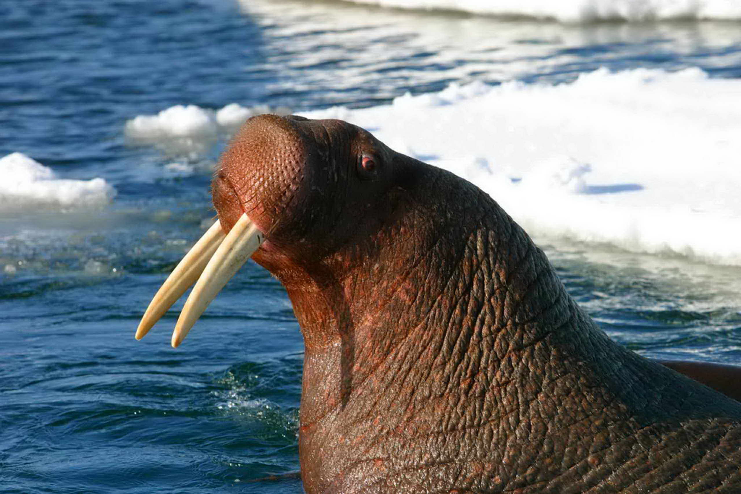 Free picture: pacific, walrus, bull, animal,