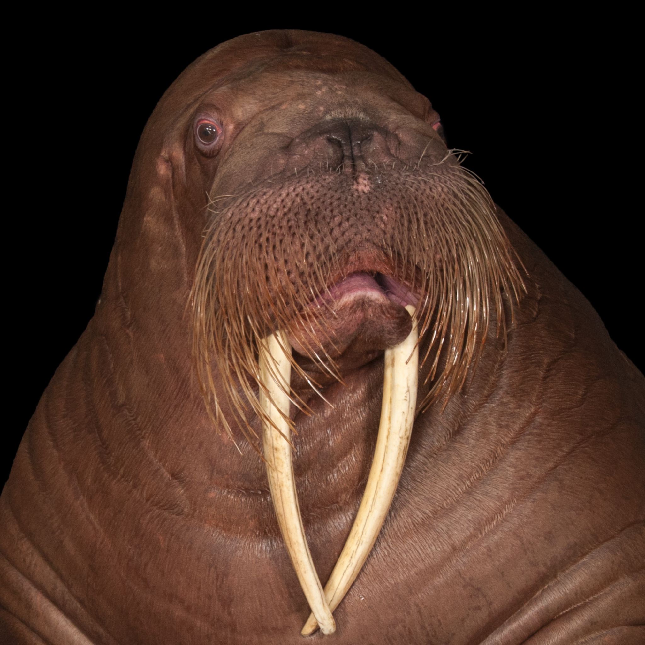 Walrus | National Geographic