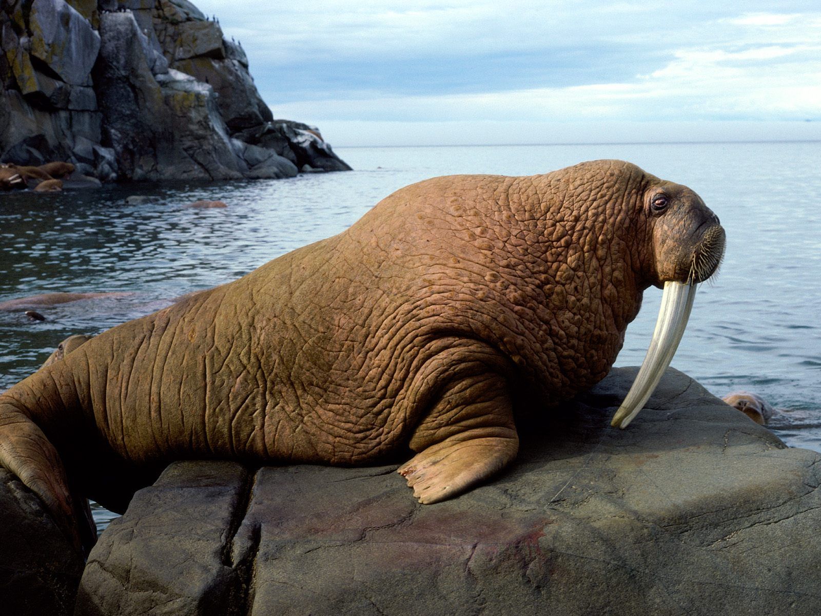 The Arctic's Bering and Chukchi Seas are home to the Pacific walrus ...