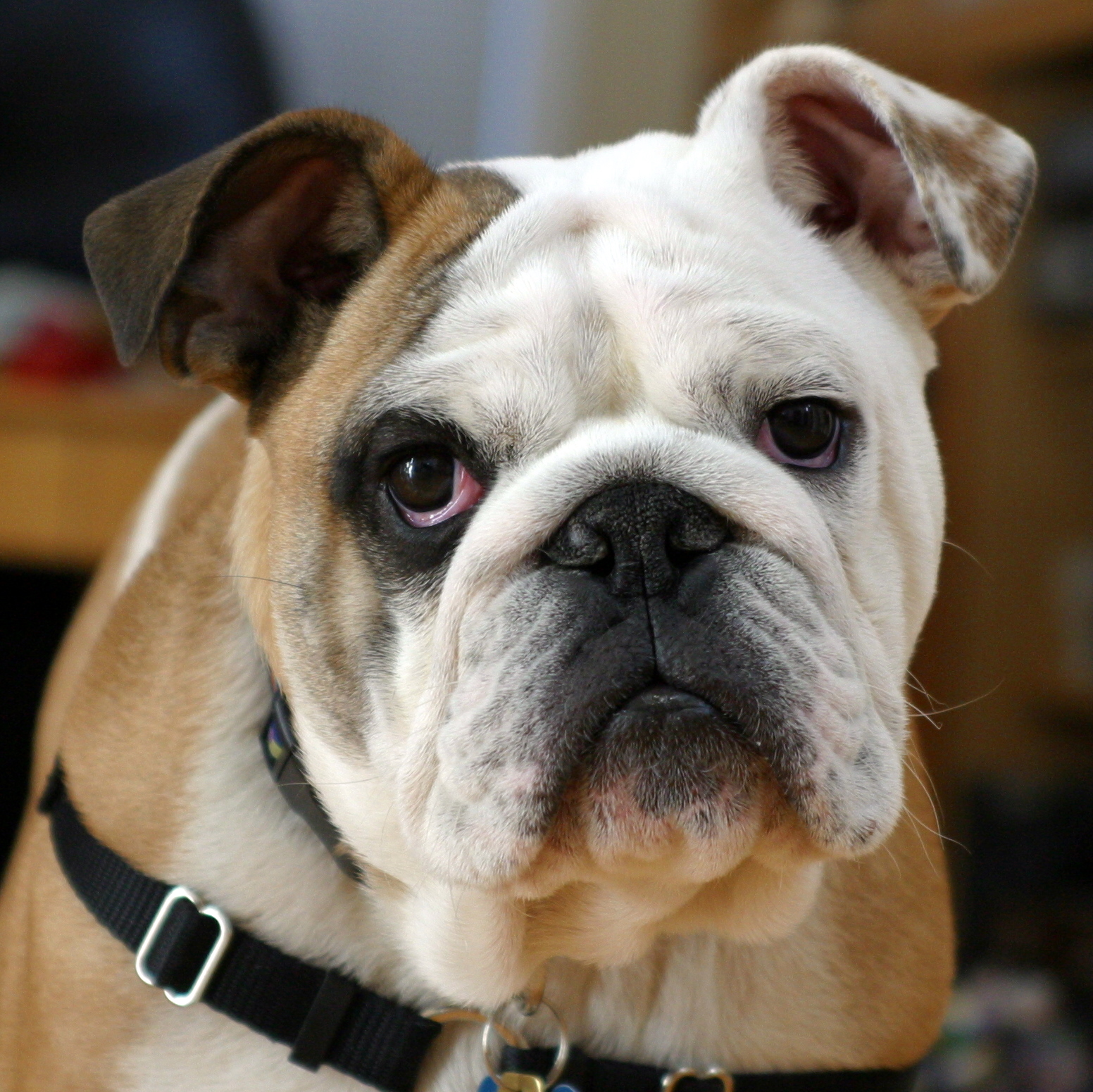 File:Clyde The Bulldog.jpg - Wikimedia Commons