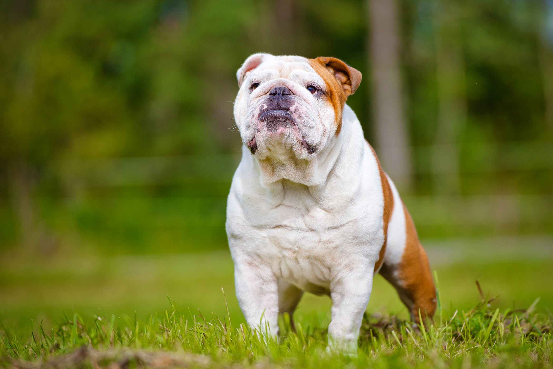Bulldog - Dog Breed Health, History, Appearance, Temperament, and ...