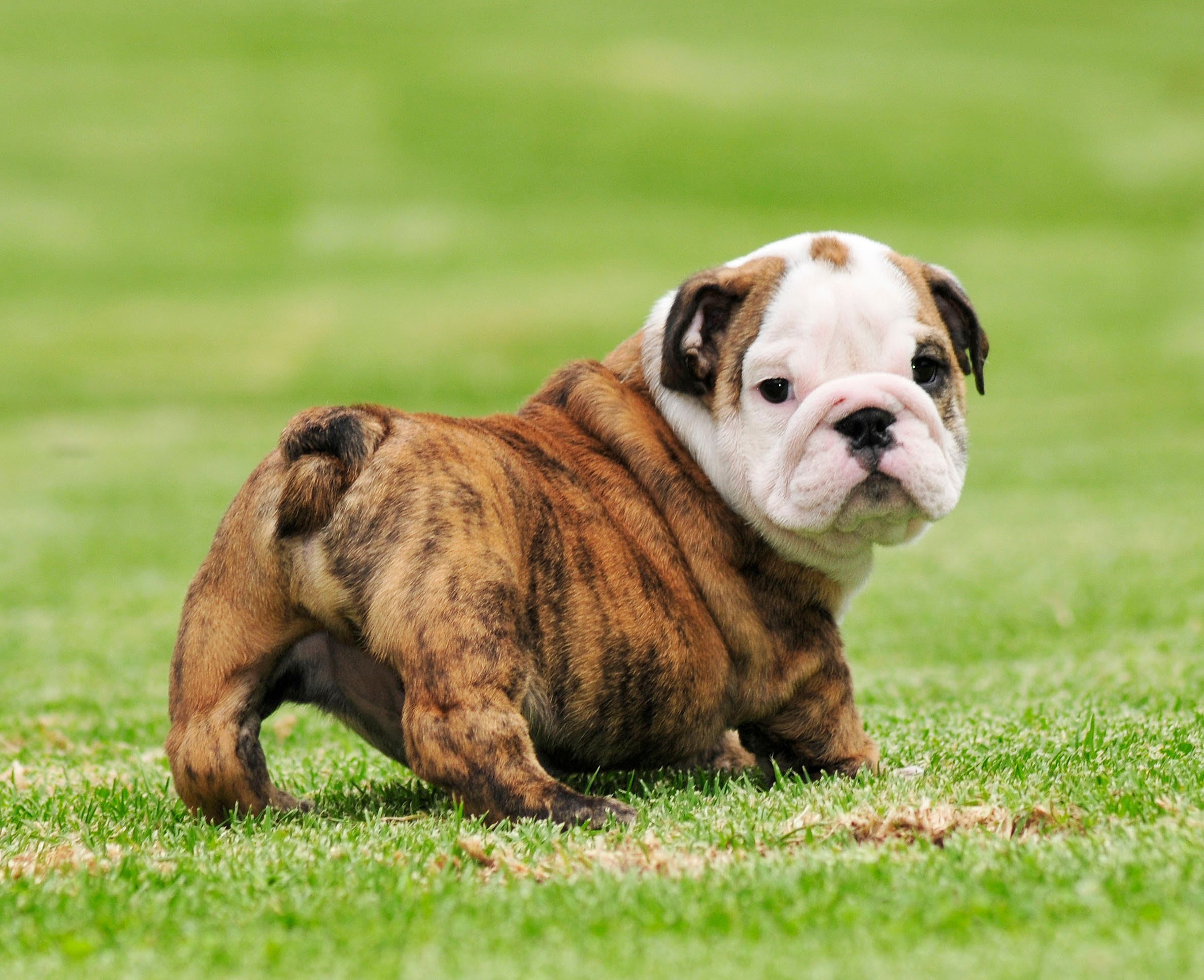 25 Beautiful Bulldog Puppies That Will Melt Your Heart - Inside Dogs ...