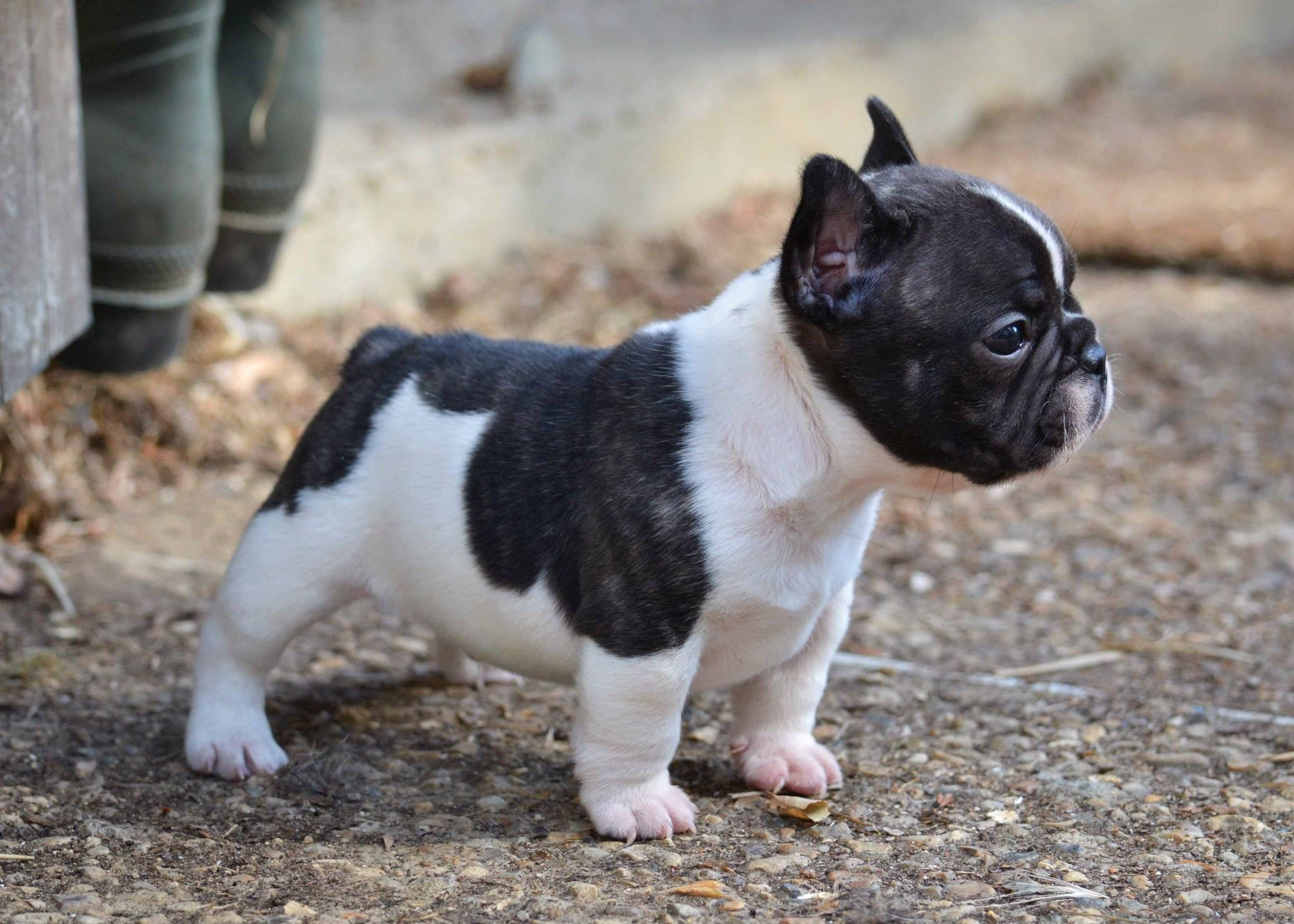 French Bulldog Puppy | Frenchies!!!! | Pinterest | Mini french ...