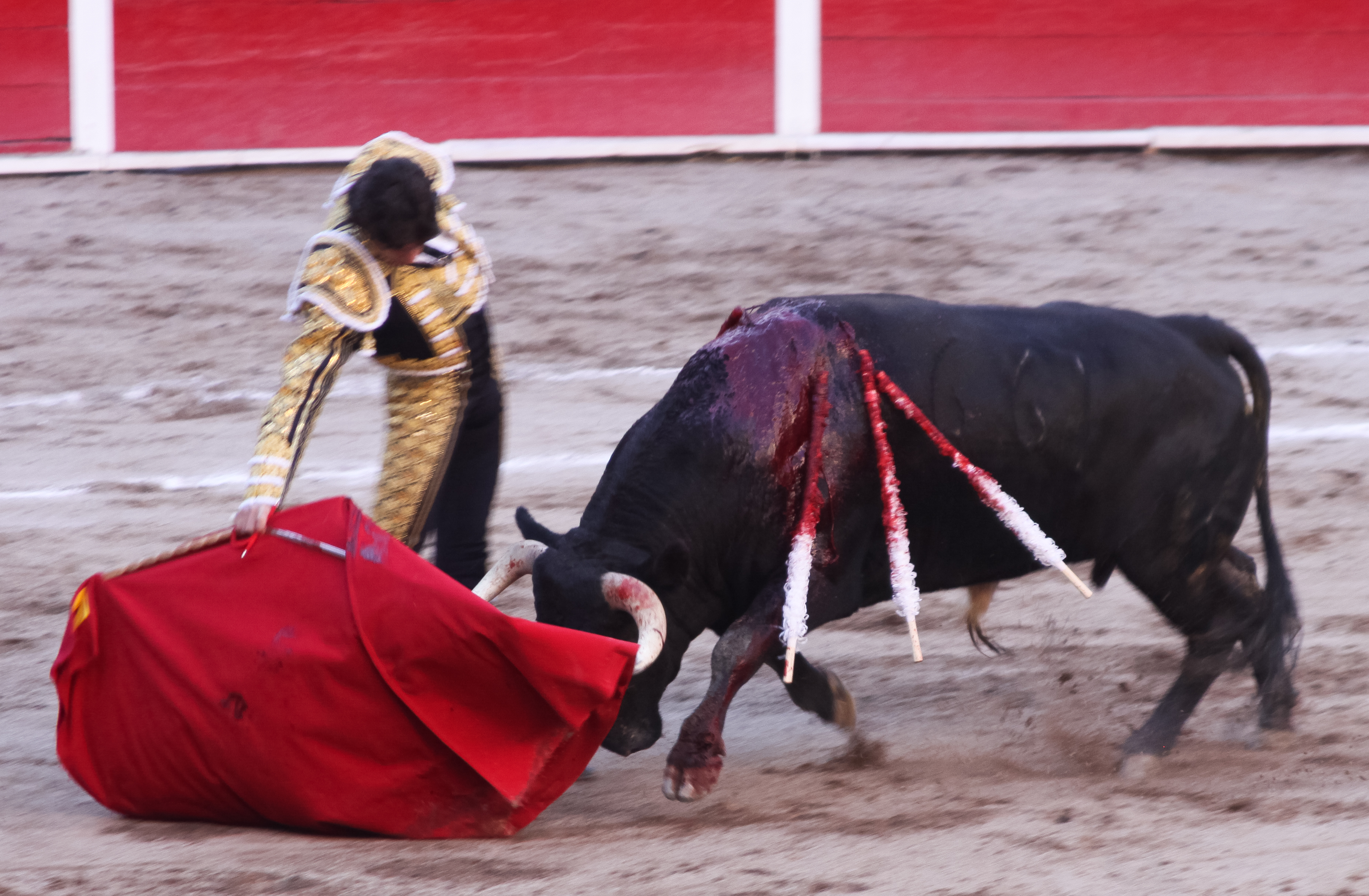 Bullfighting photo