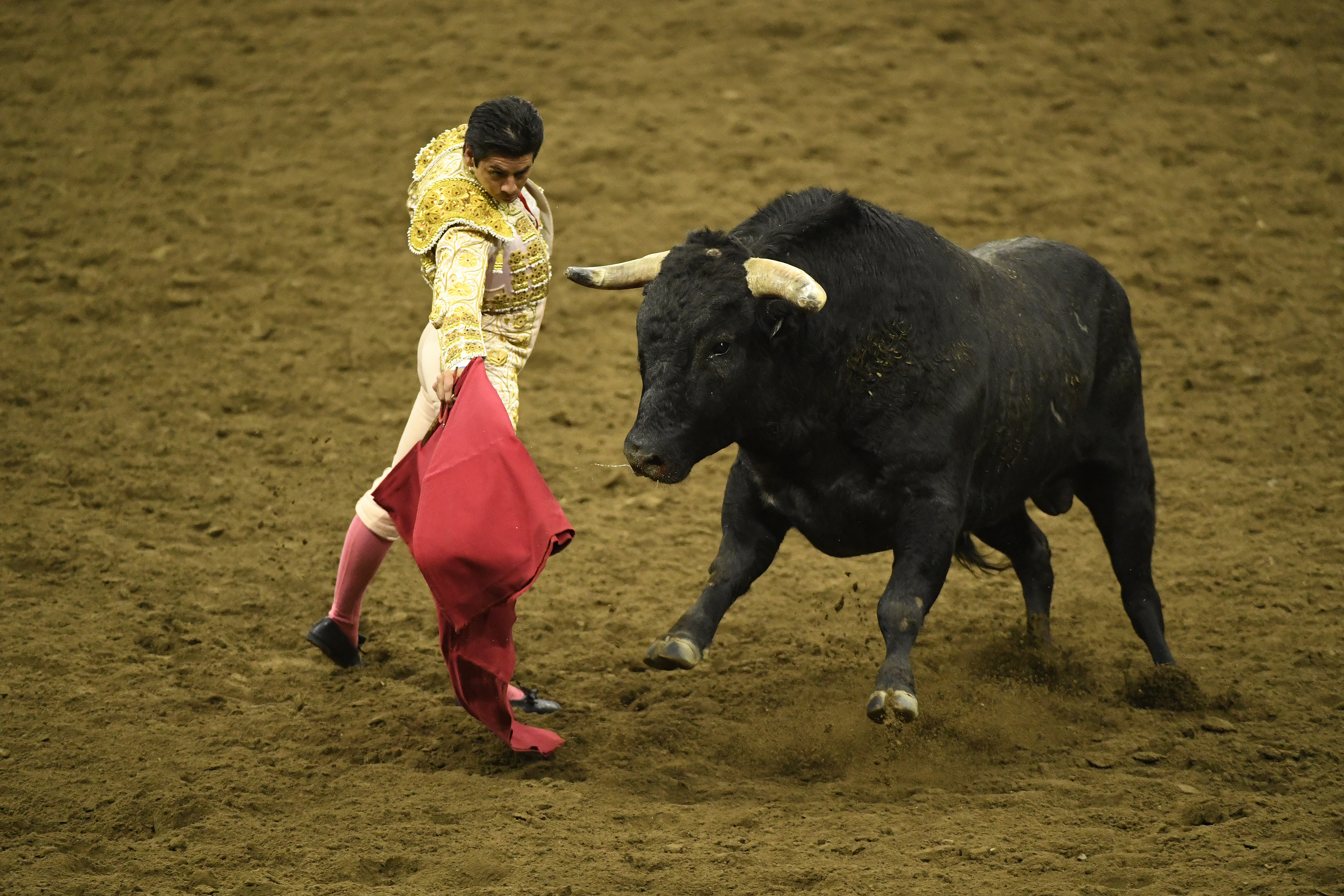 Controversial “bloodless bullfighting” comes to Denver Saturday ...