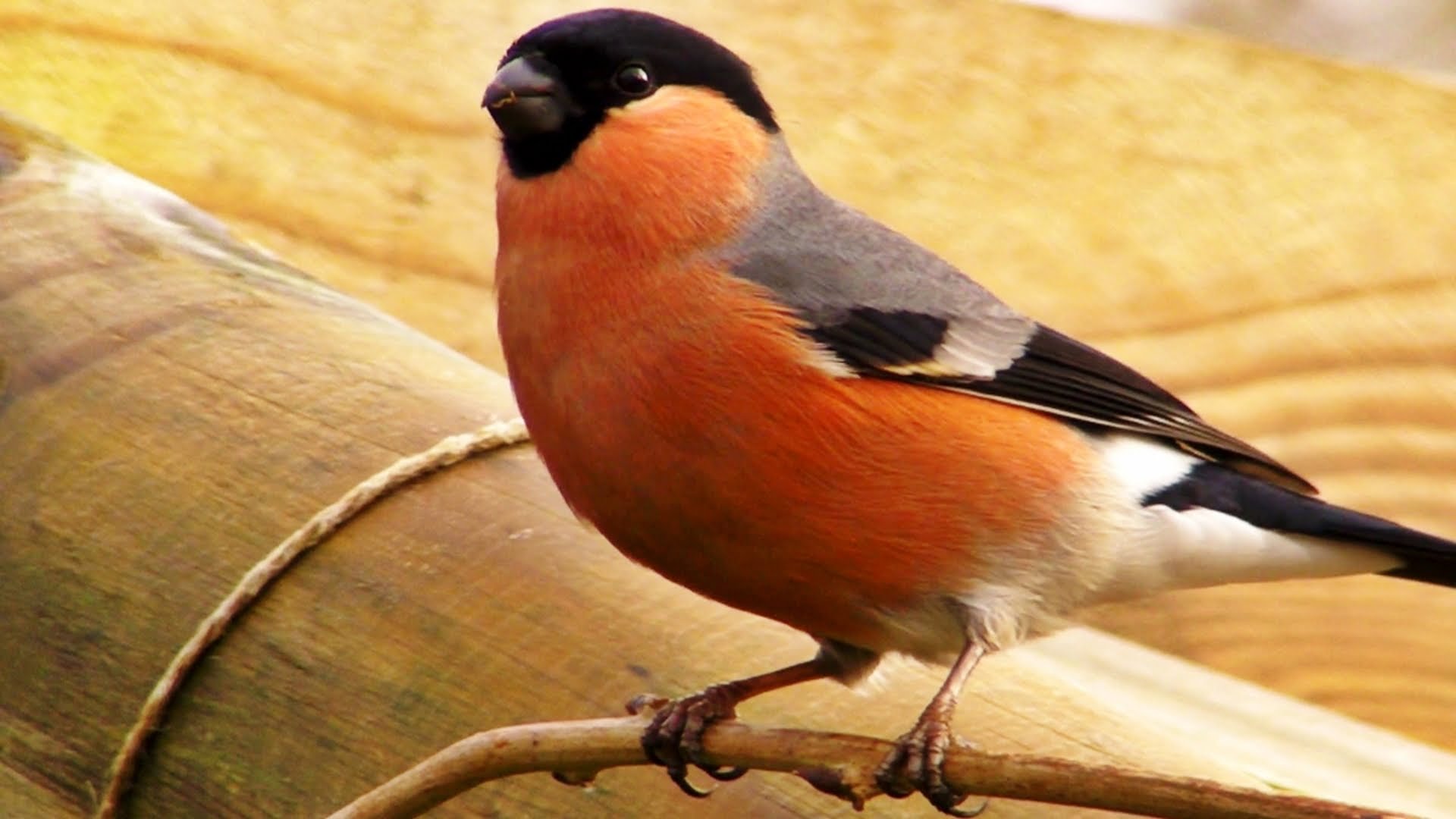 Bullfinches versus Goldfinches - Goldfinch vs Bullfinch : Wildlife ...