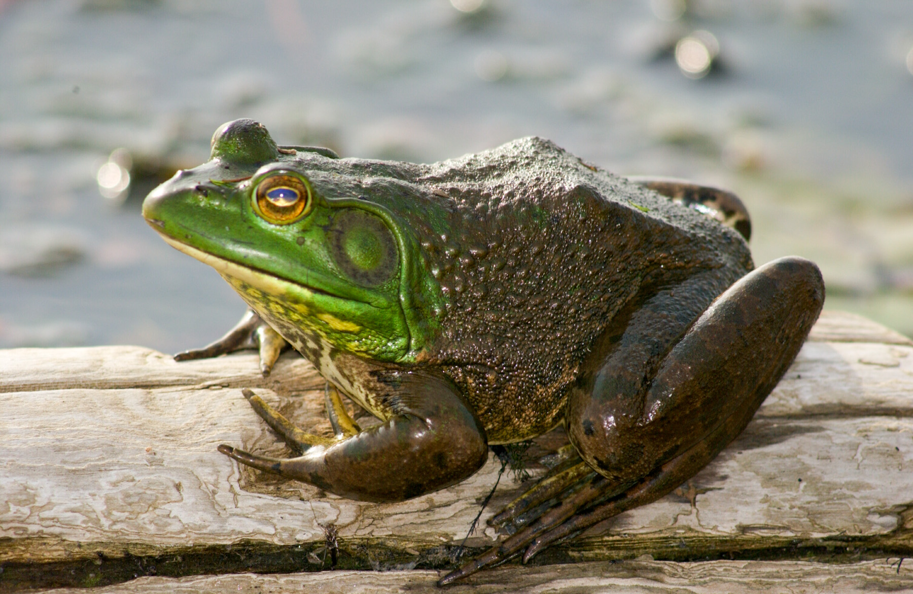American Bullfrog | MDC Discover Nature