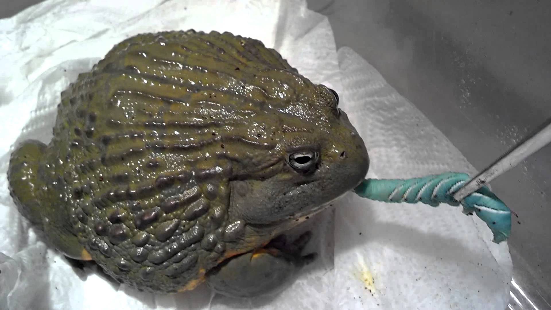 Giant African Bullfrog and Horn Worms - YouTube