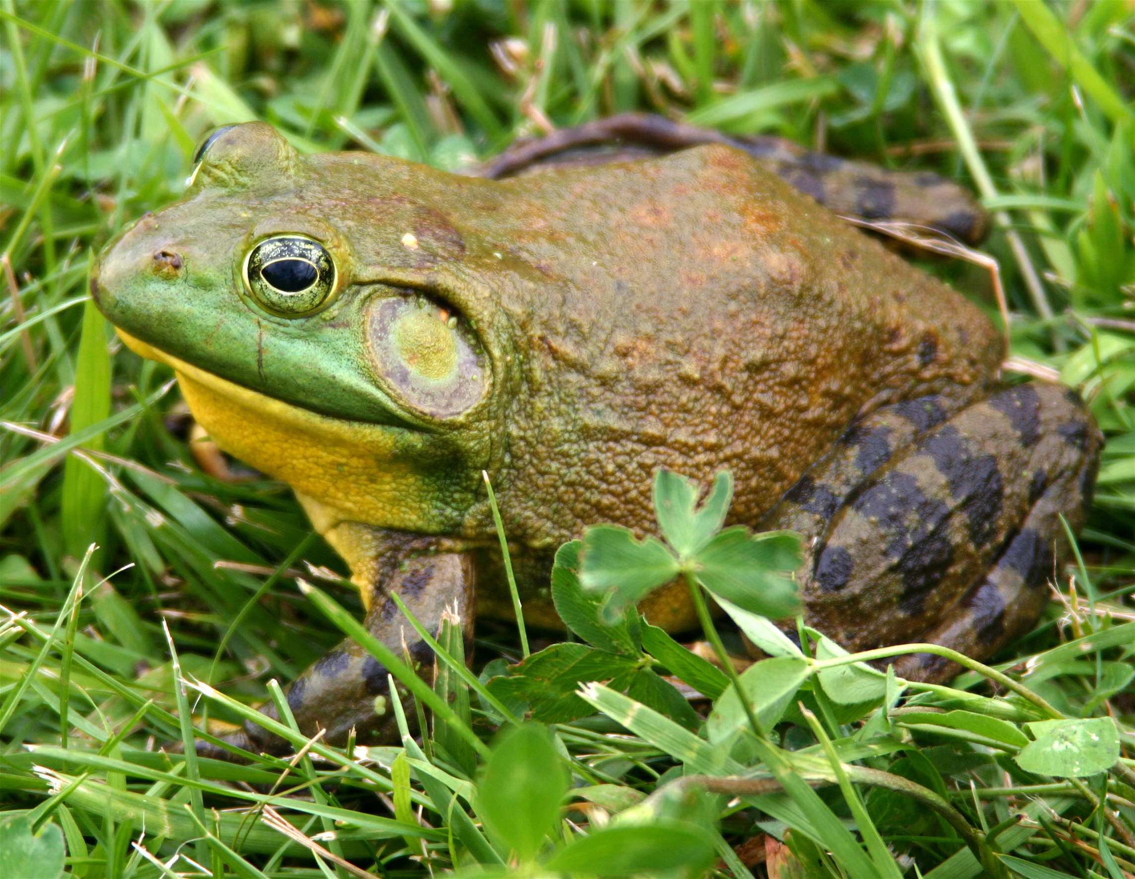 File:North-American-bullfrog1.jpg - Wikimedia Commons