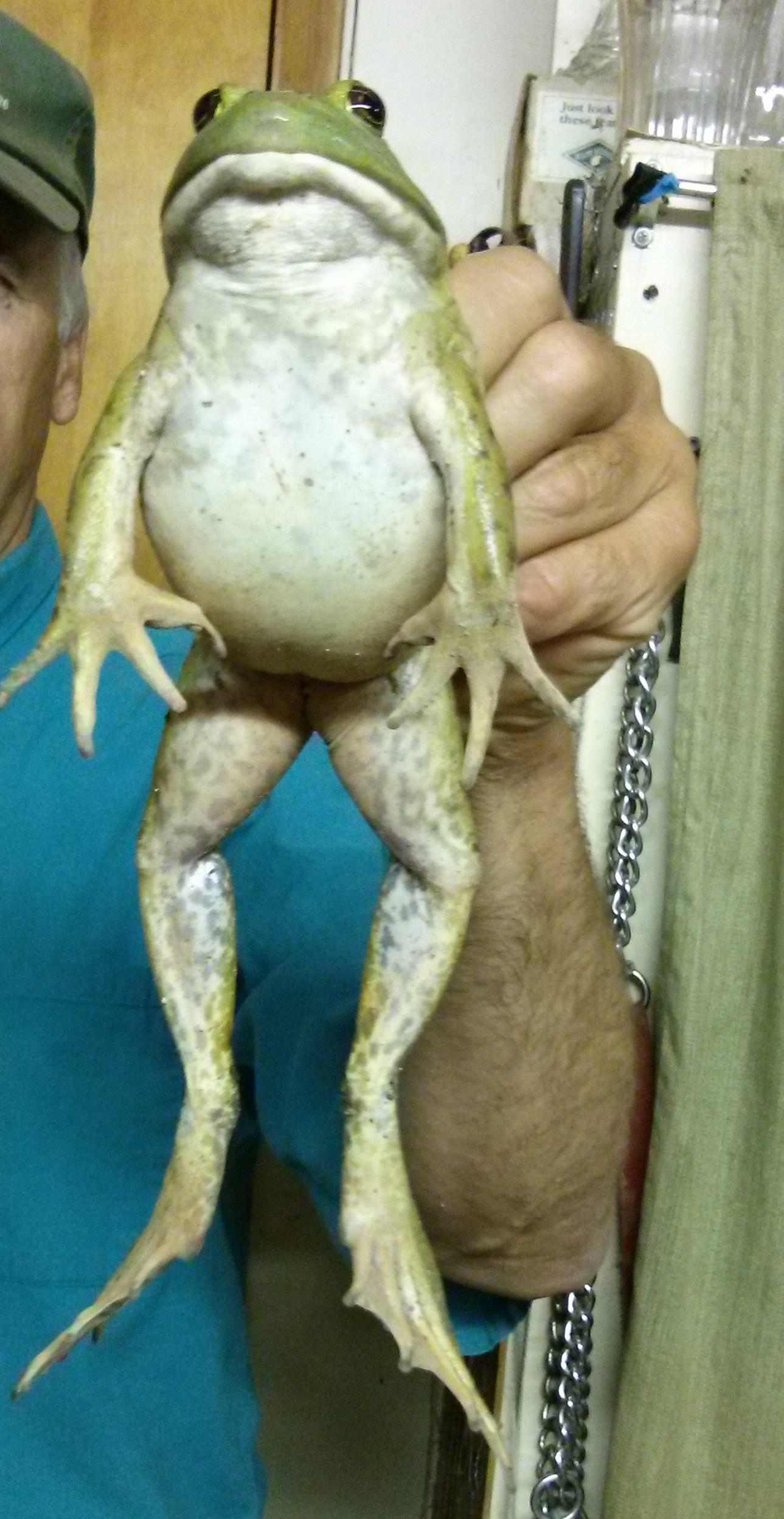 American Bullfrogs are the largest and most recognizable of frogs.