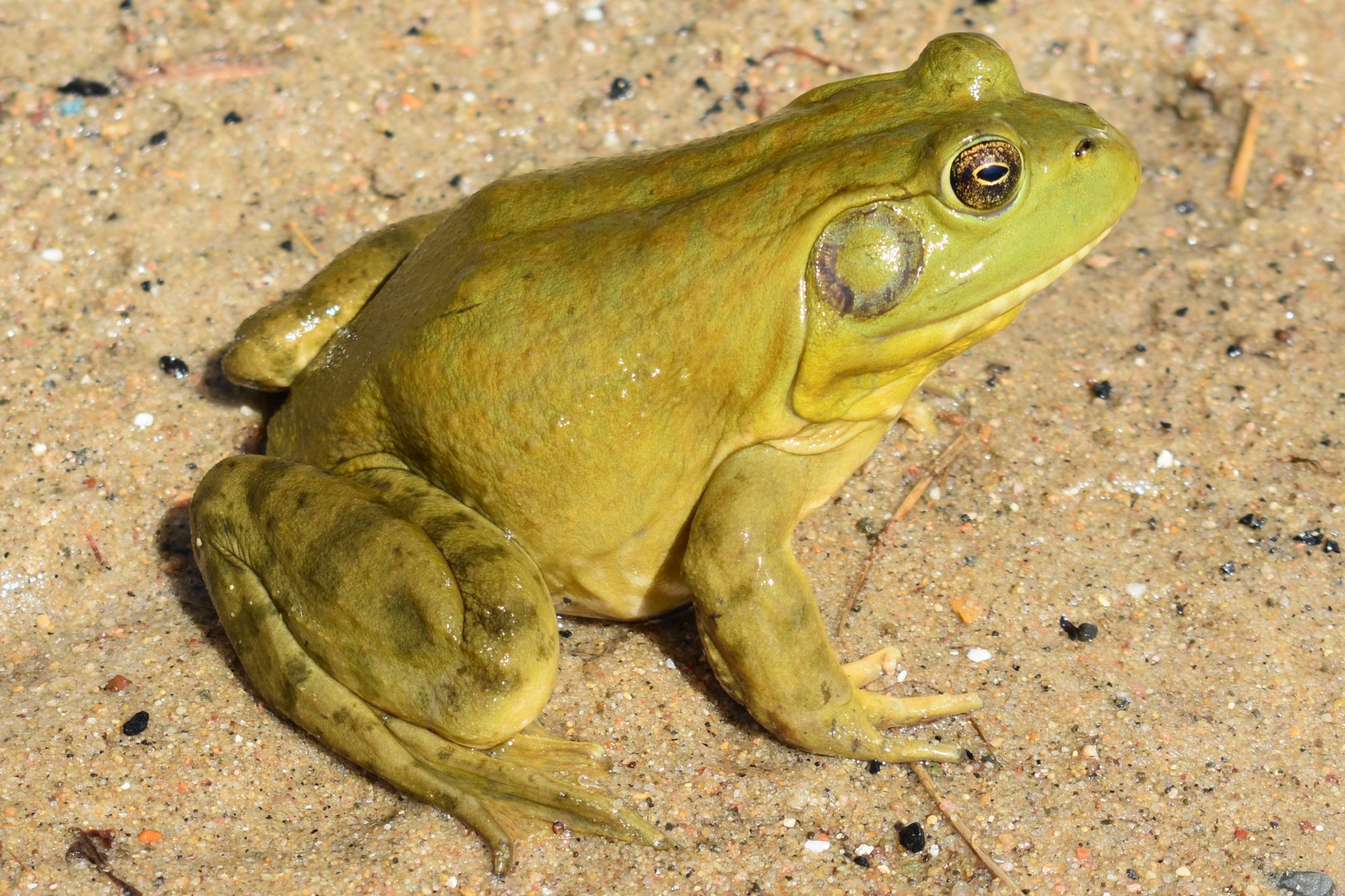 American Bullfrog (Rana catesbeiana) - Amphibians and Reptiles of ...