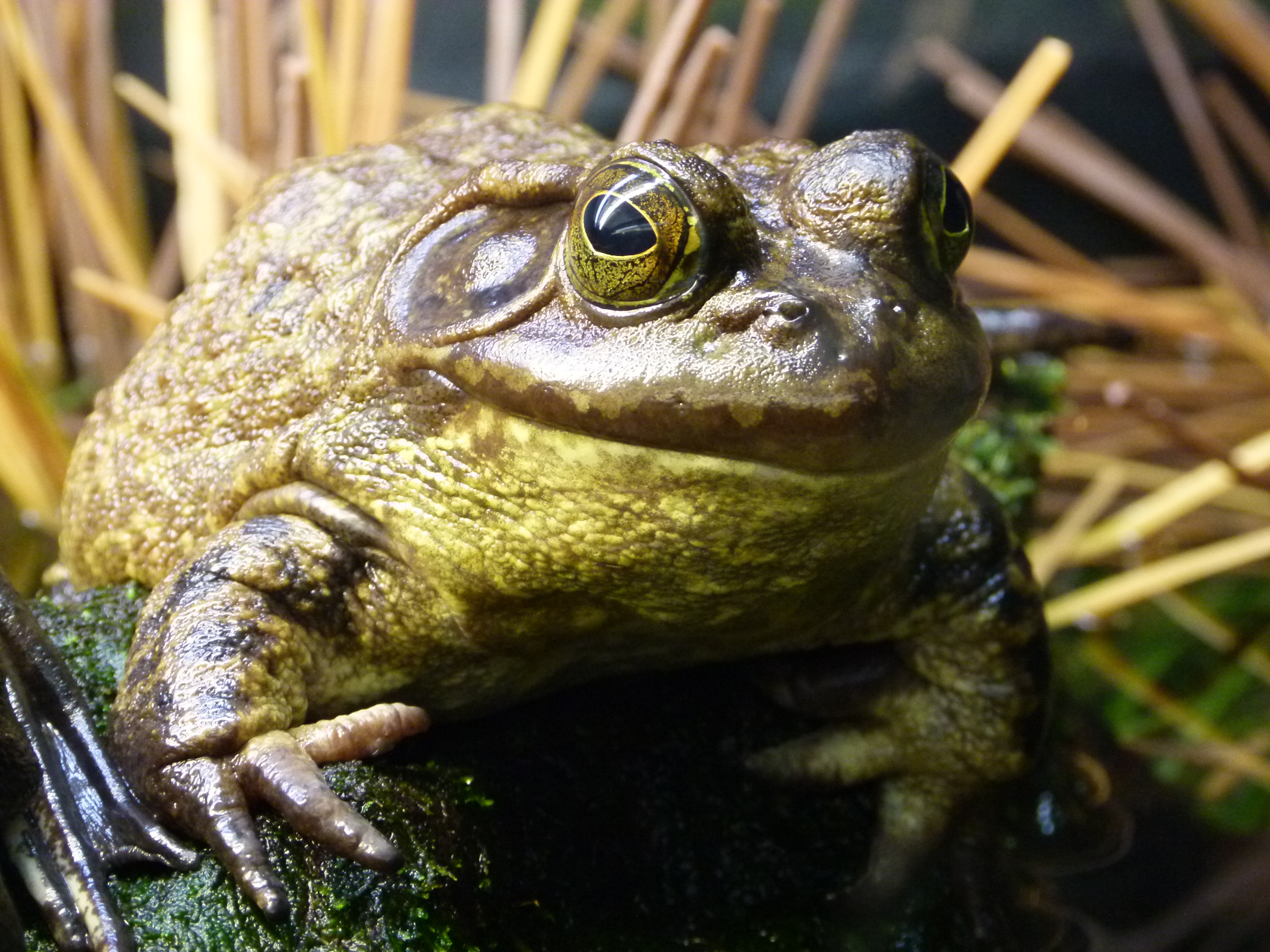 Free Images : nature, animal, wildlife, green, jungle, toad ...