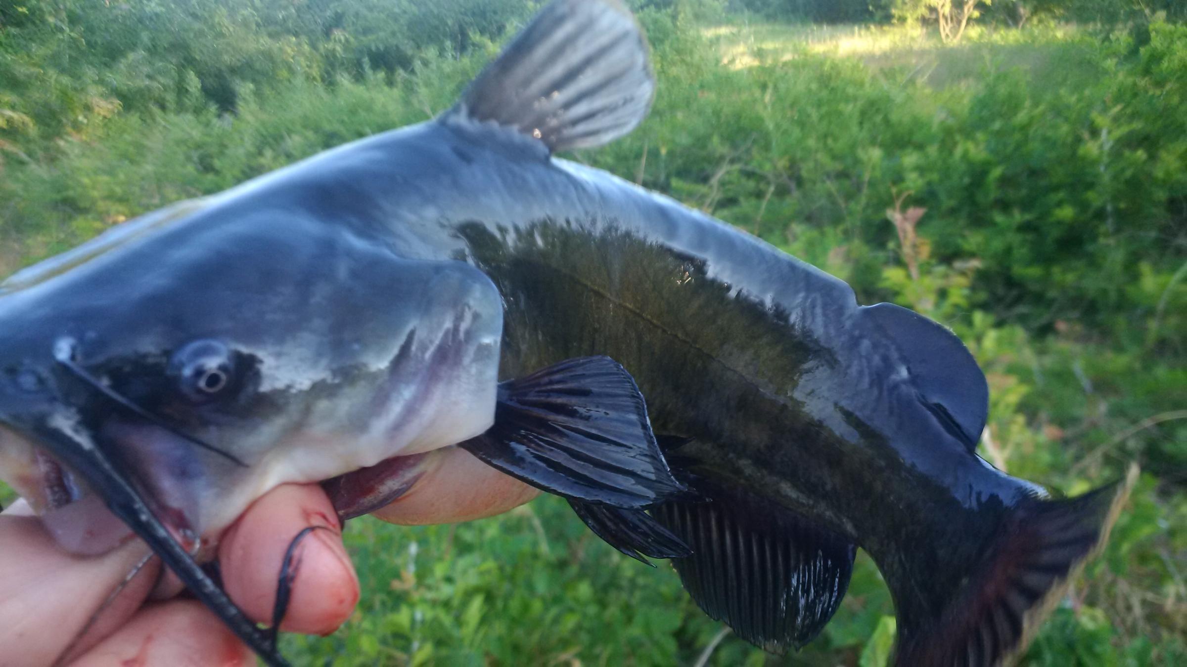 Bullhead Catfish | 88.9 KETR
