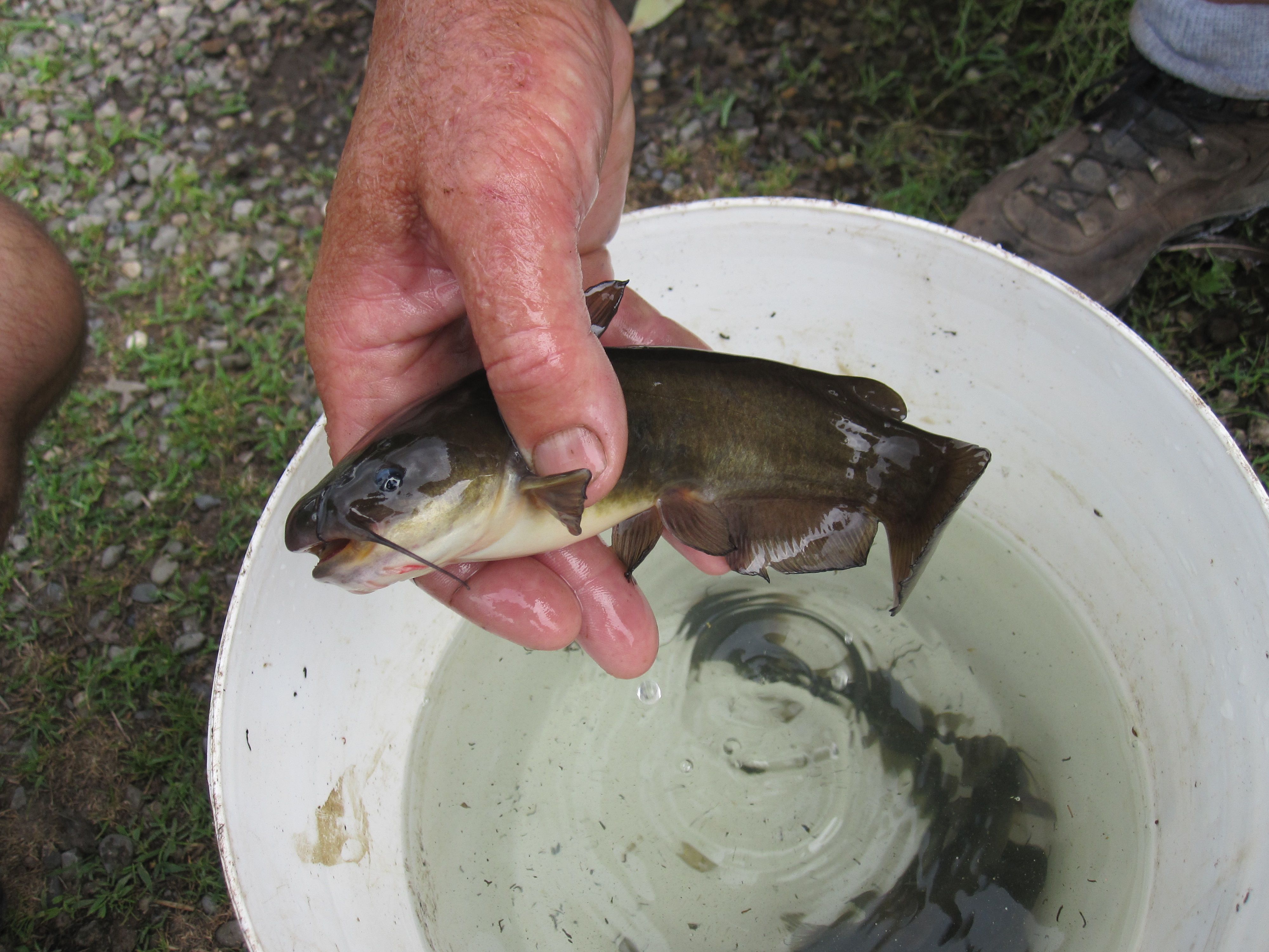 bullhead catfish and friends | The Backyard Bioshelter Blog