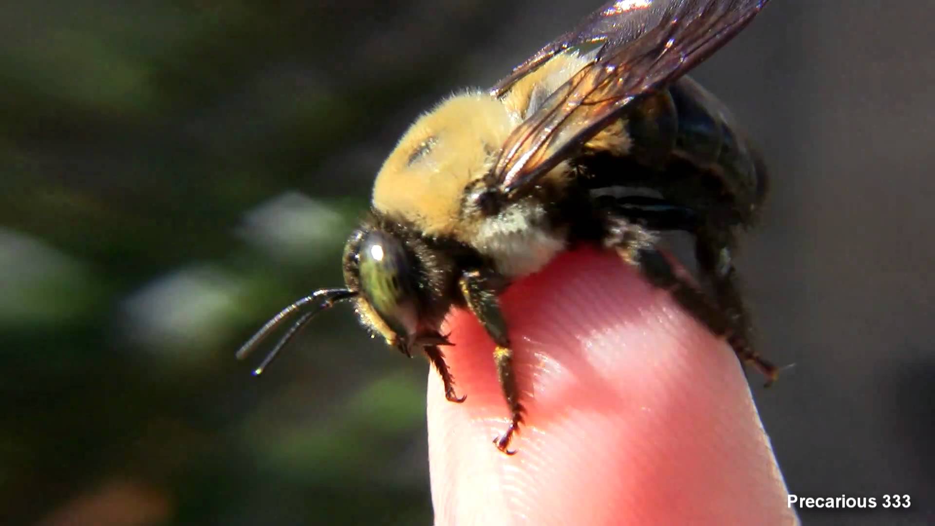 The Bumble Bee Game - Macro Footage - YouTube