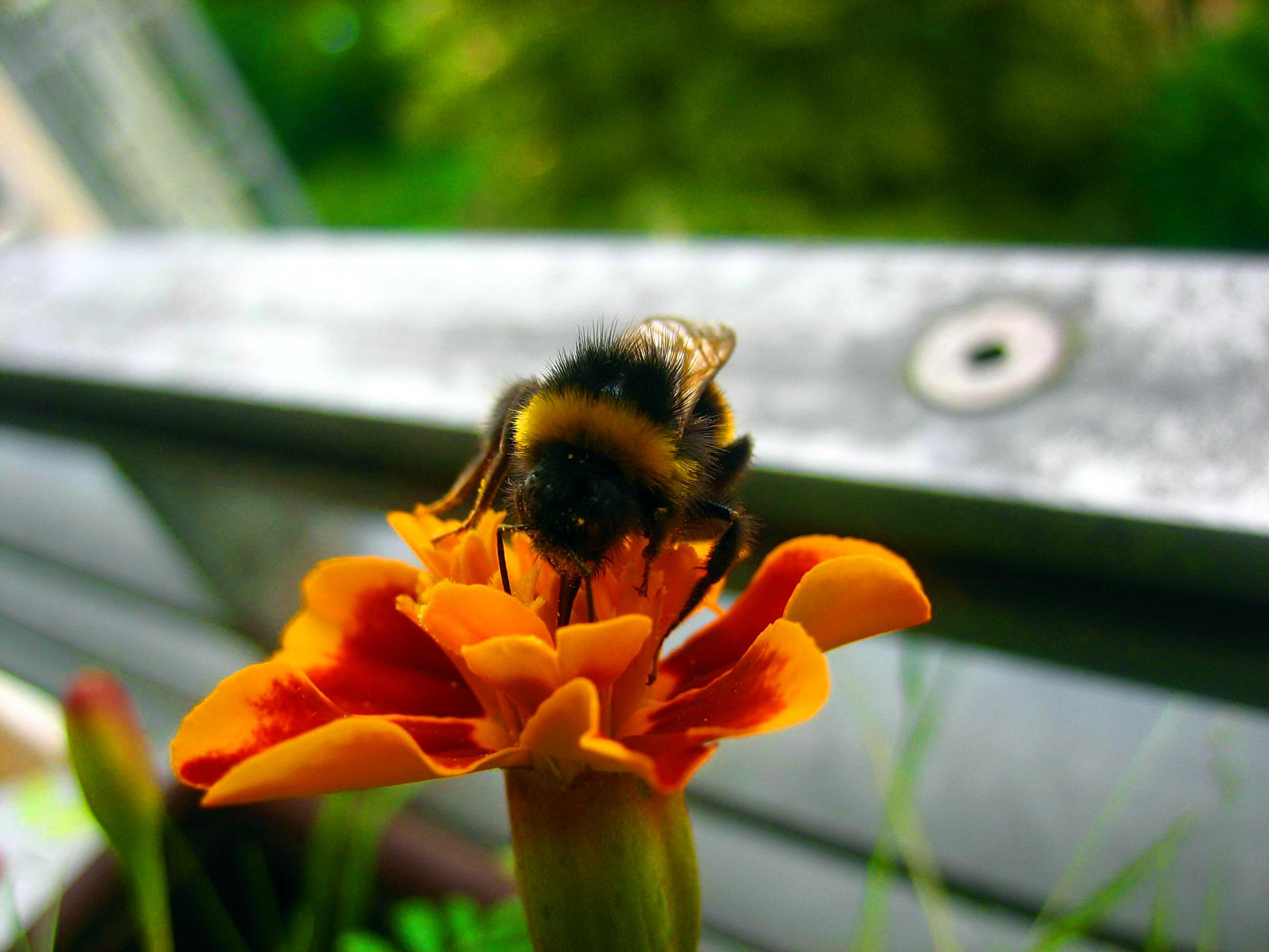 Free picture: bumblebee, macro, insect