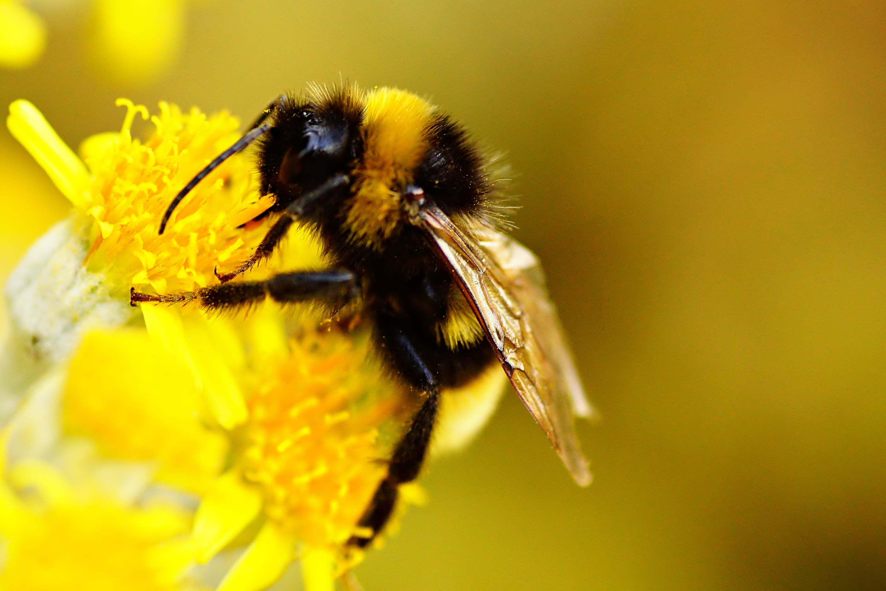 Macro shot photography of bee on yellow flower, bumblebee HD ...