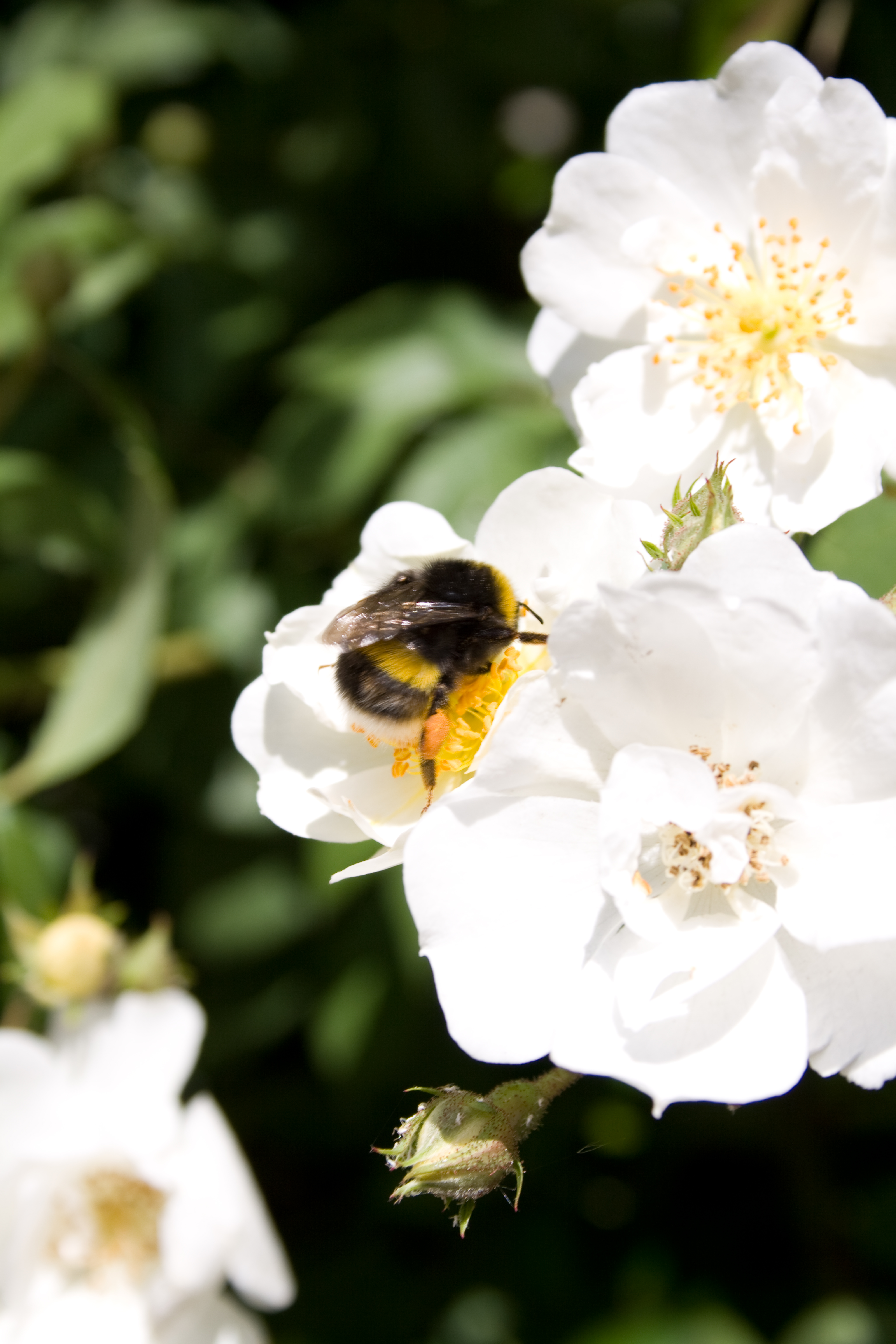Bumble bee taking nectar photo