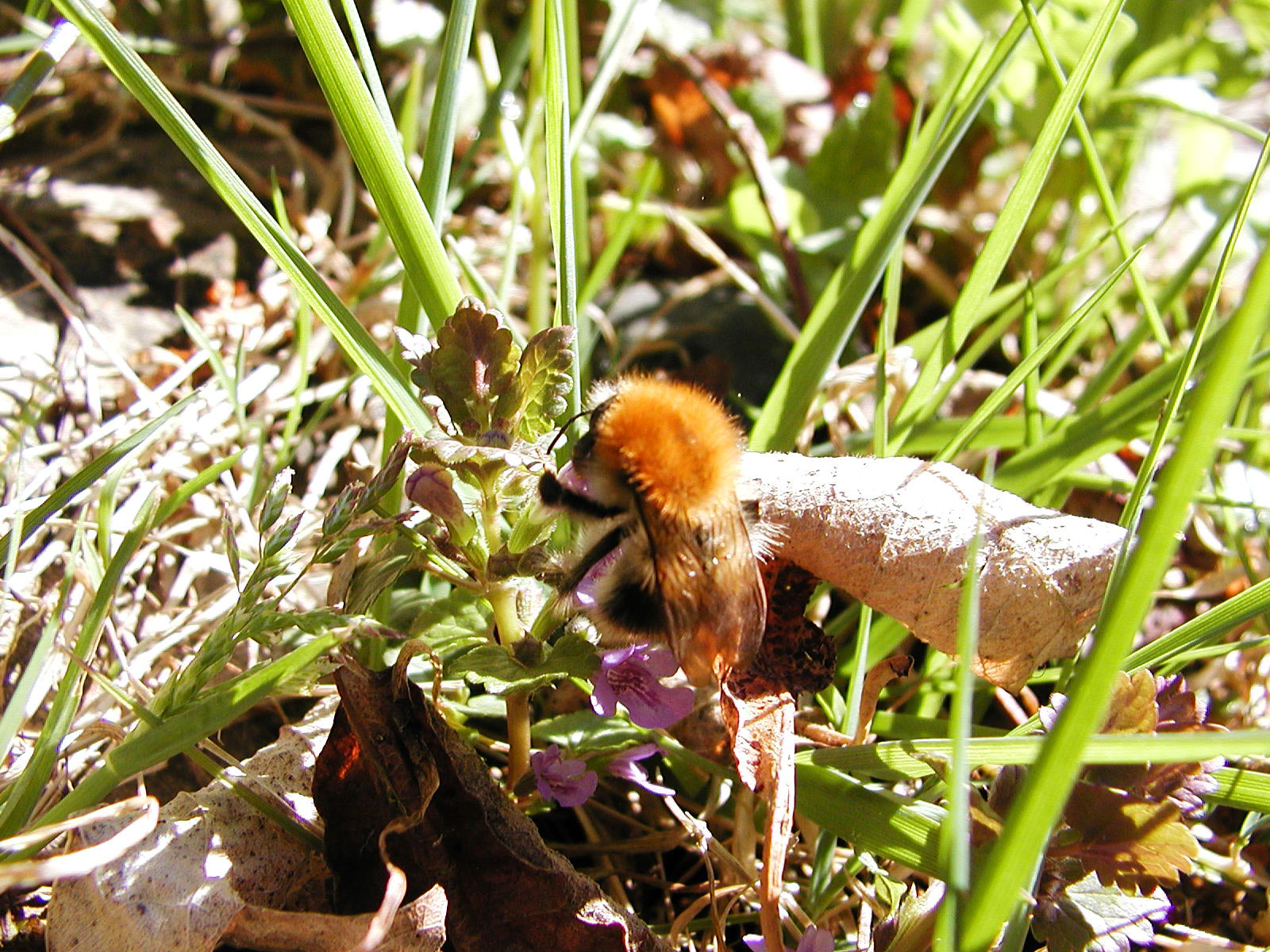 Bumblebee, Bee, Feeding, Flower, Fly, HQ Photo