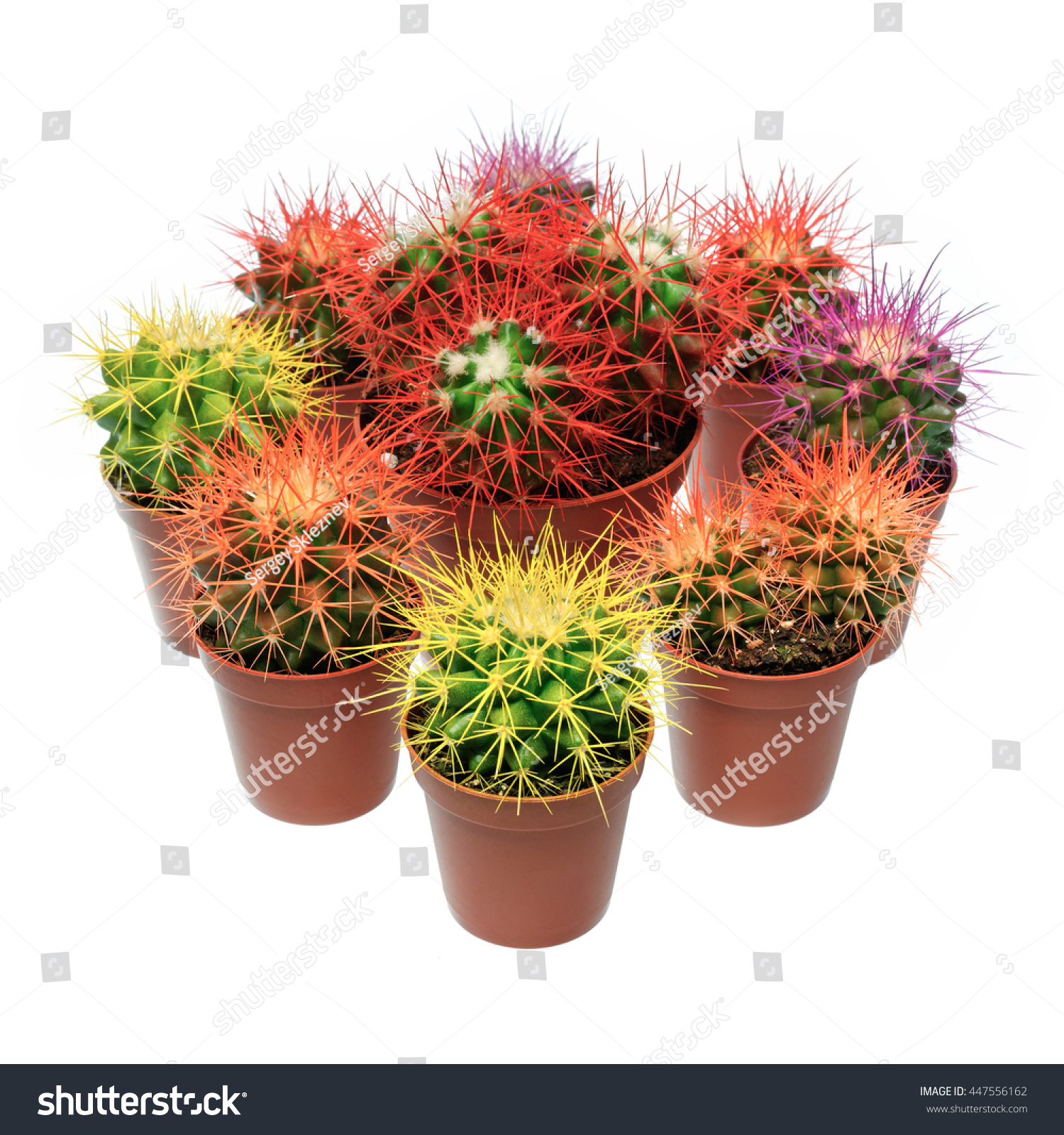 Plants Flowers Bunch Multicolor Cactuses Closeup Stock Photo ...
