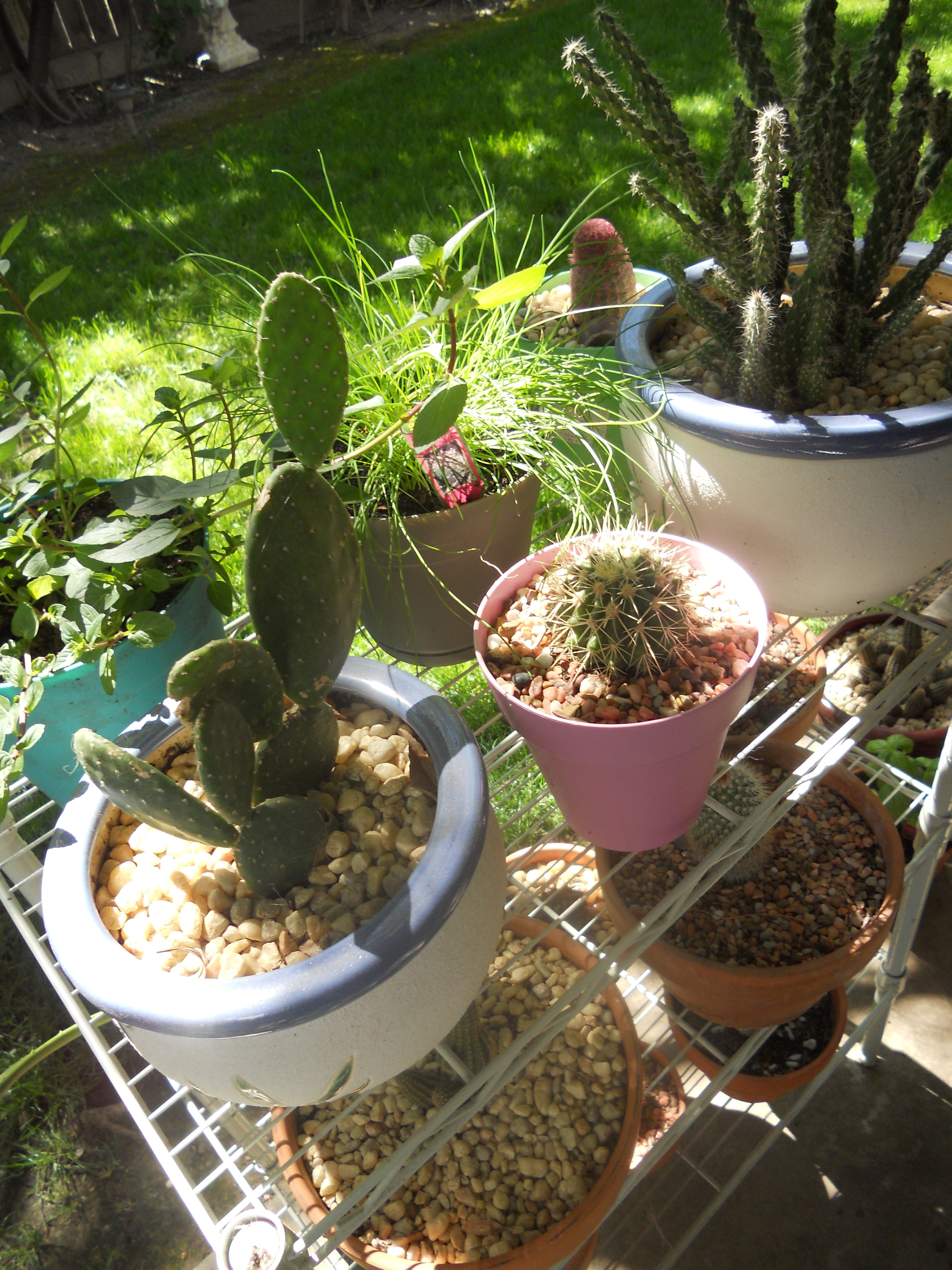 Bunch o Cactus – I Like This One