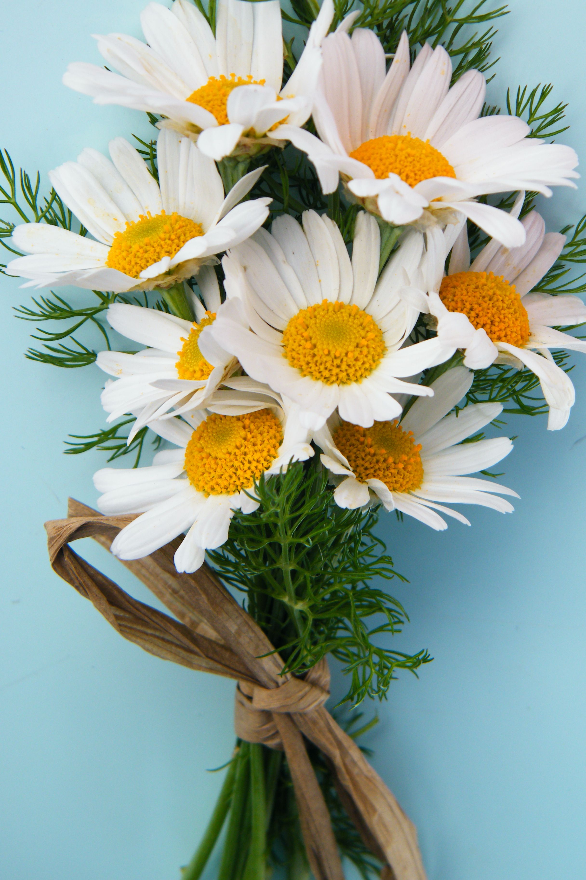 Bunch of daisies photo