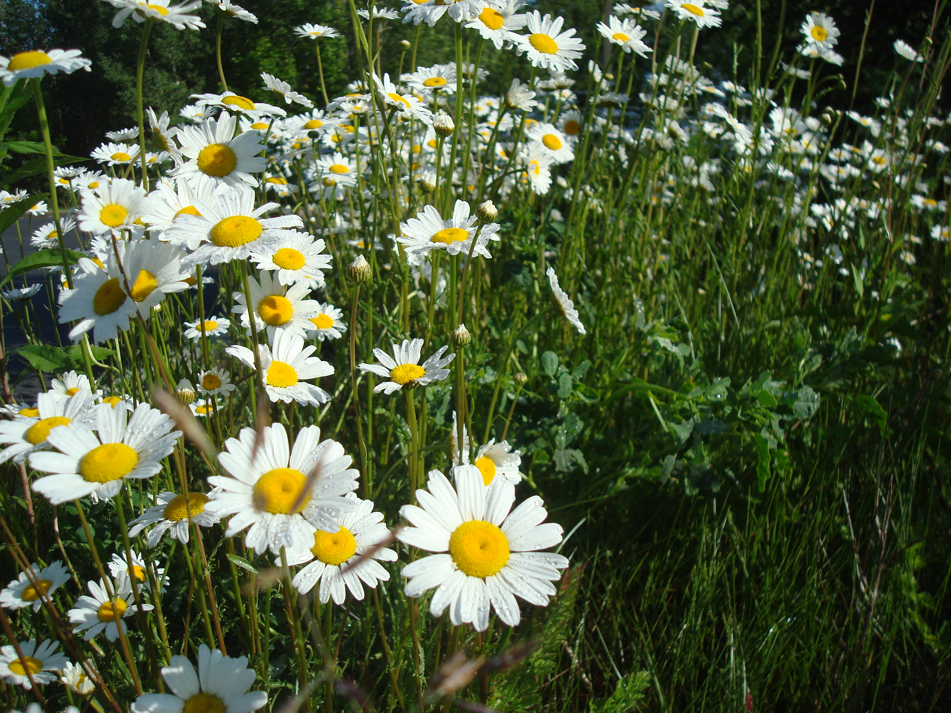 File:Bunch of daisies.JPG - Wikimedia Commons