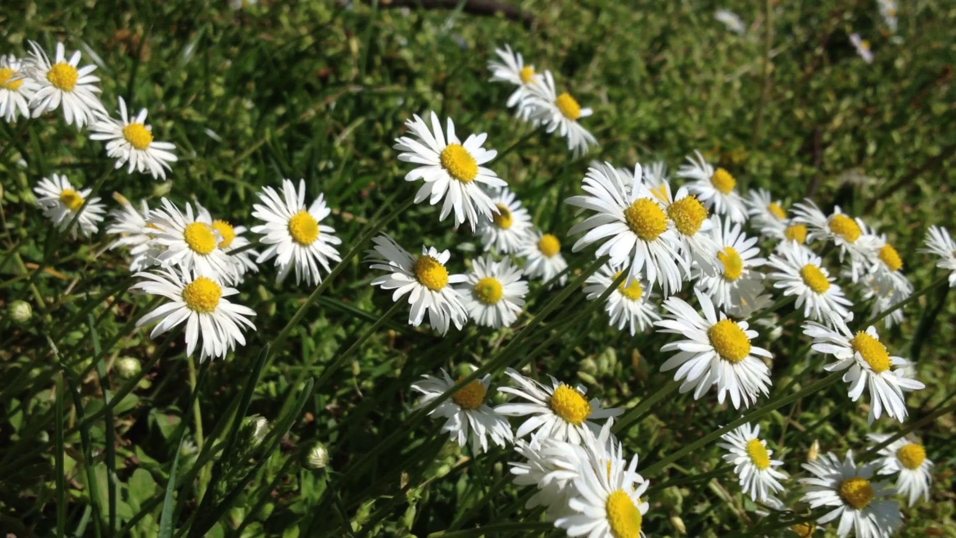 Bunch of daisies in a meadow, blowing in the wind Stock Video ...