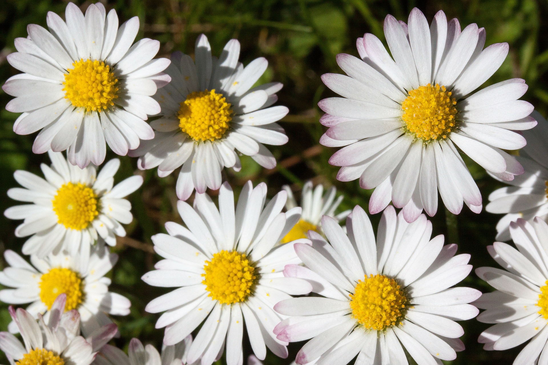 Free high resolution images bunch of daisy, blooming, daisy, flower, fragra...