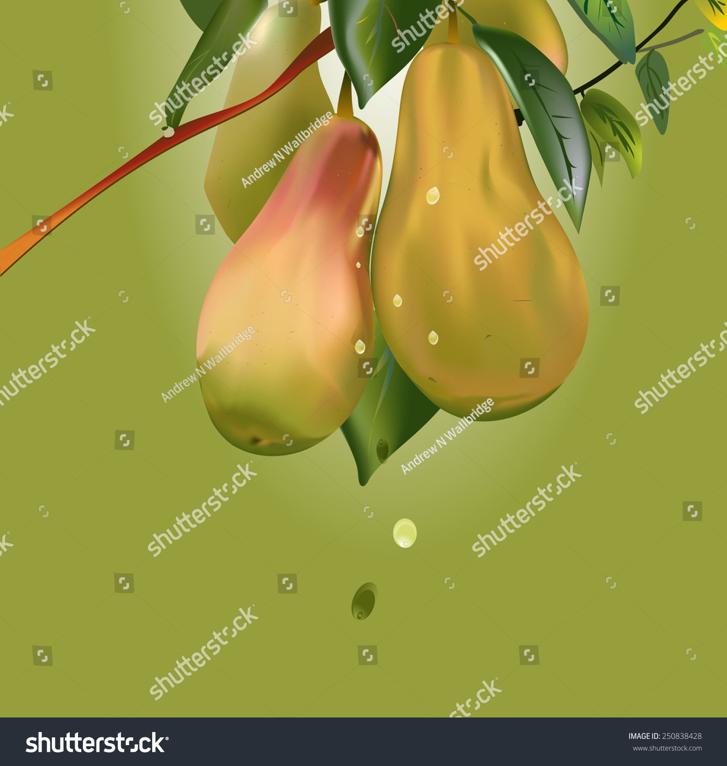 Illustration Bunch Ripe Green Yellow Red Stock Vector 250838428 ...