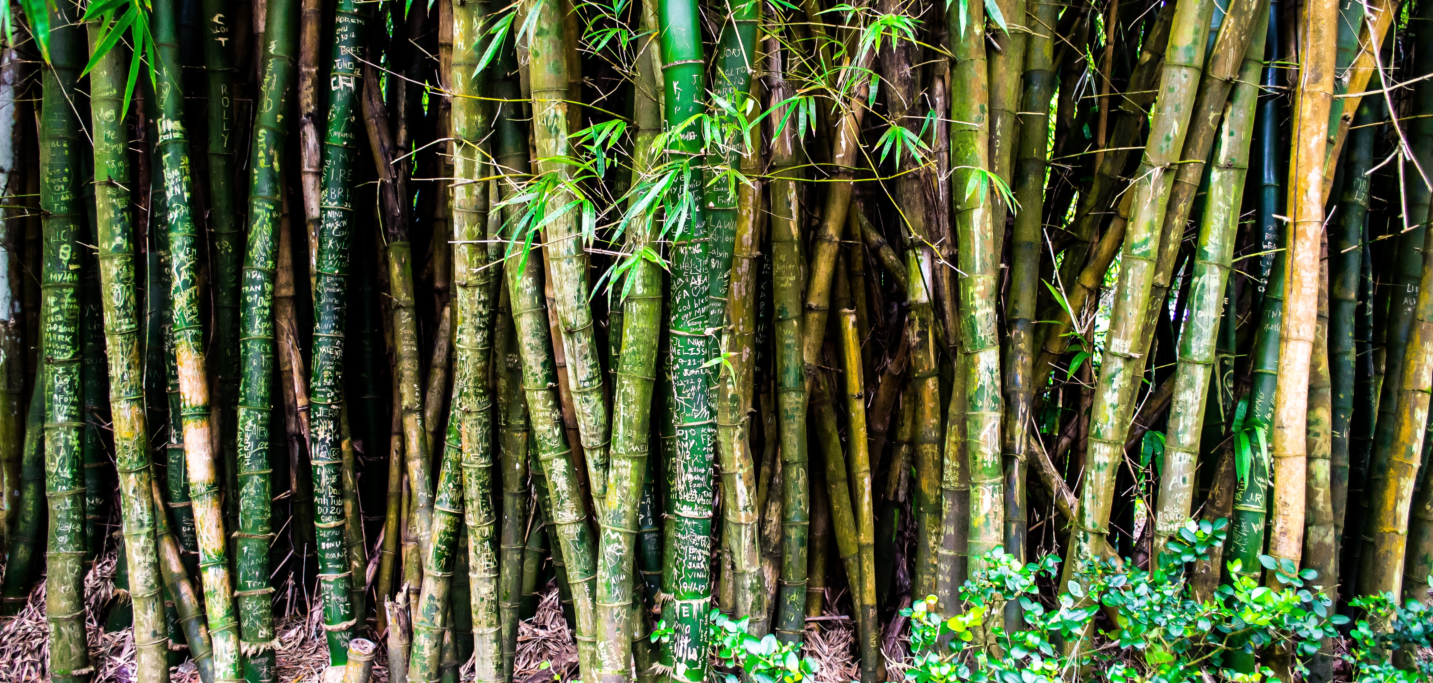 Bunch of green and brown bamboos photo