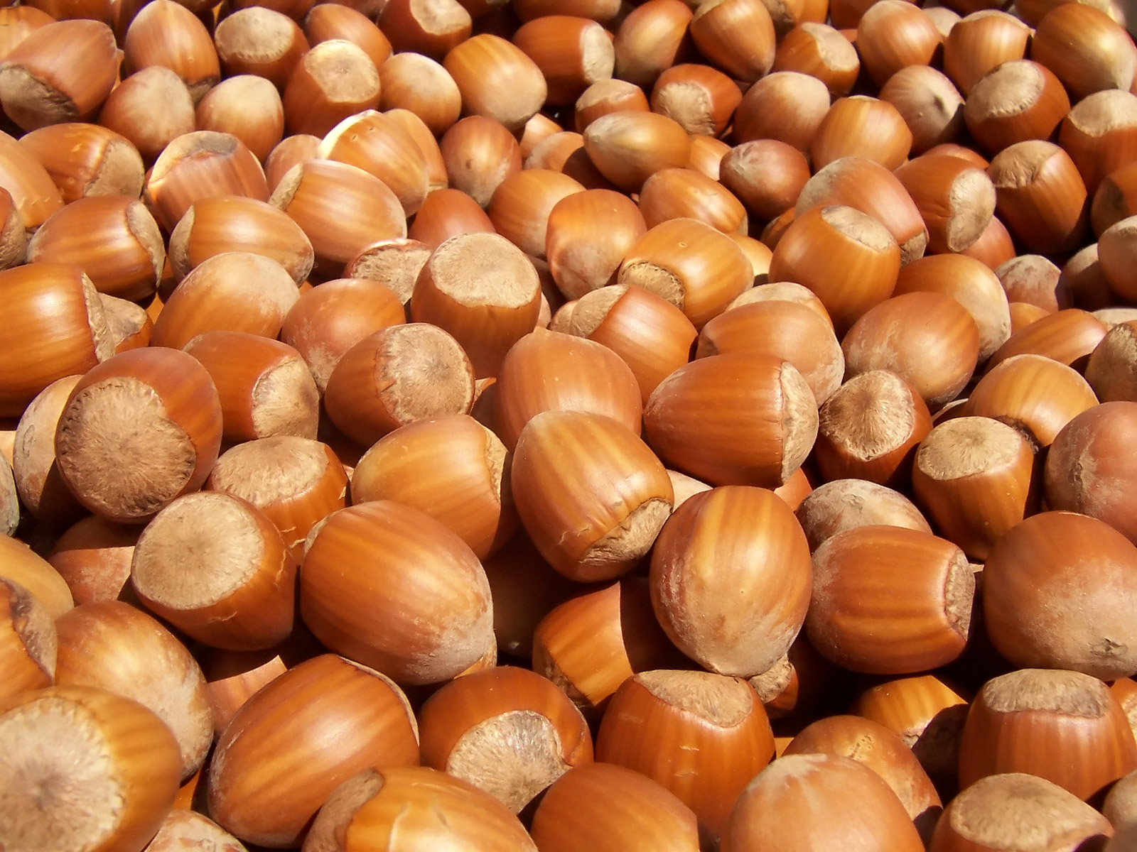 Temperate Climate Permaculture: Permaculture Plants: Hazelnuts (aka ...