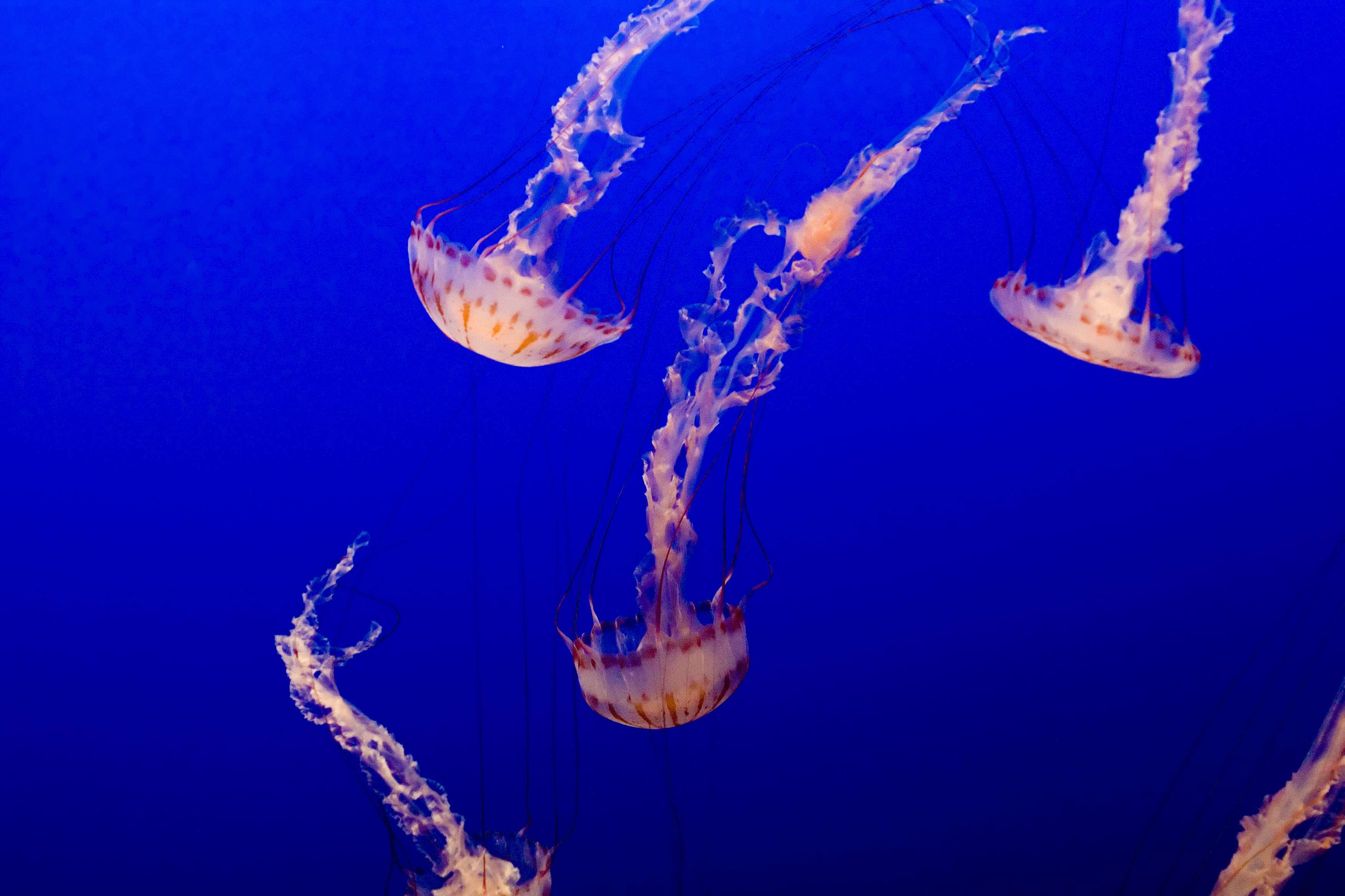 ex white upside down jellyfish bunch _MG_7285.jpg photo - trinko ...