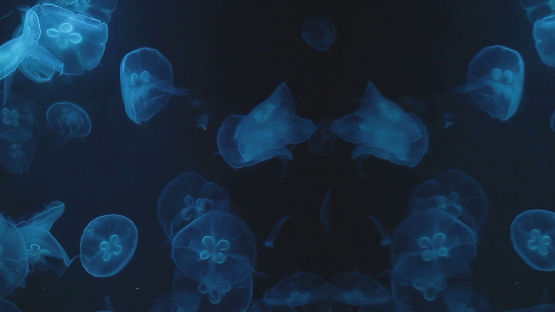 Many jellyfish named Aurelia aurita illuminated with blue light ...