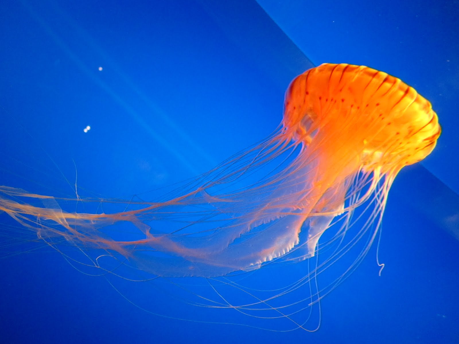 Free photo: Bunch of Jellyfish - Animal, Closeup, Fish - Free Download