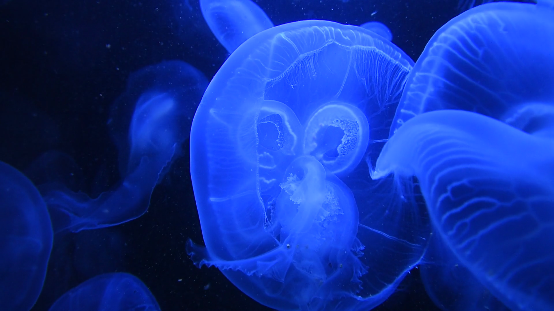 Close up group of jellyfishes or jellies swimming in aquarium water ...