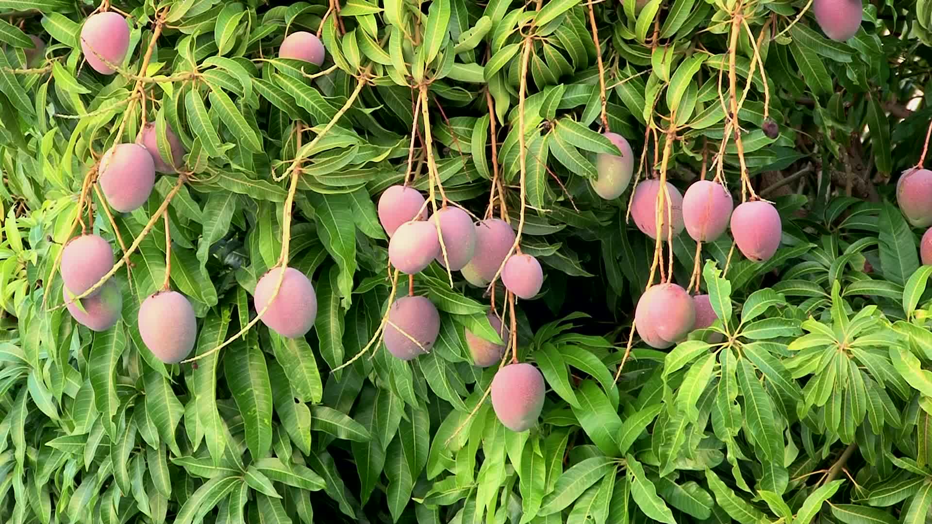 Video: Bunch of Haden Mangos hanging on mango tree ~ #25541034