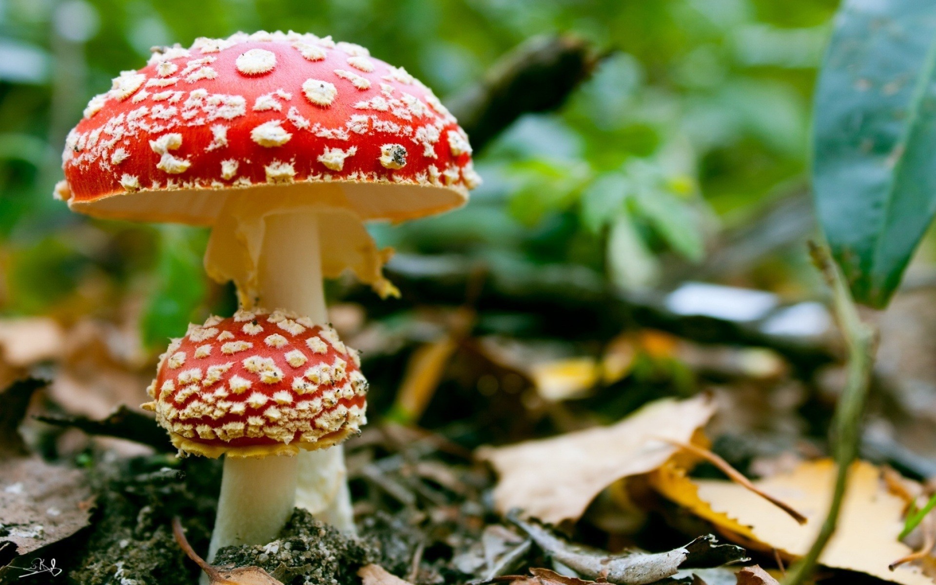 Bunch of toadstools wallpapers and images - wallpapers, pictures, photos