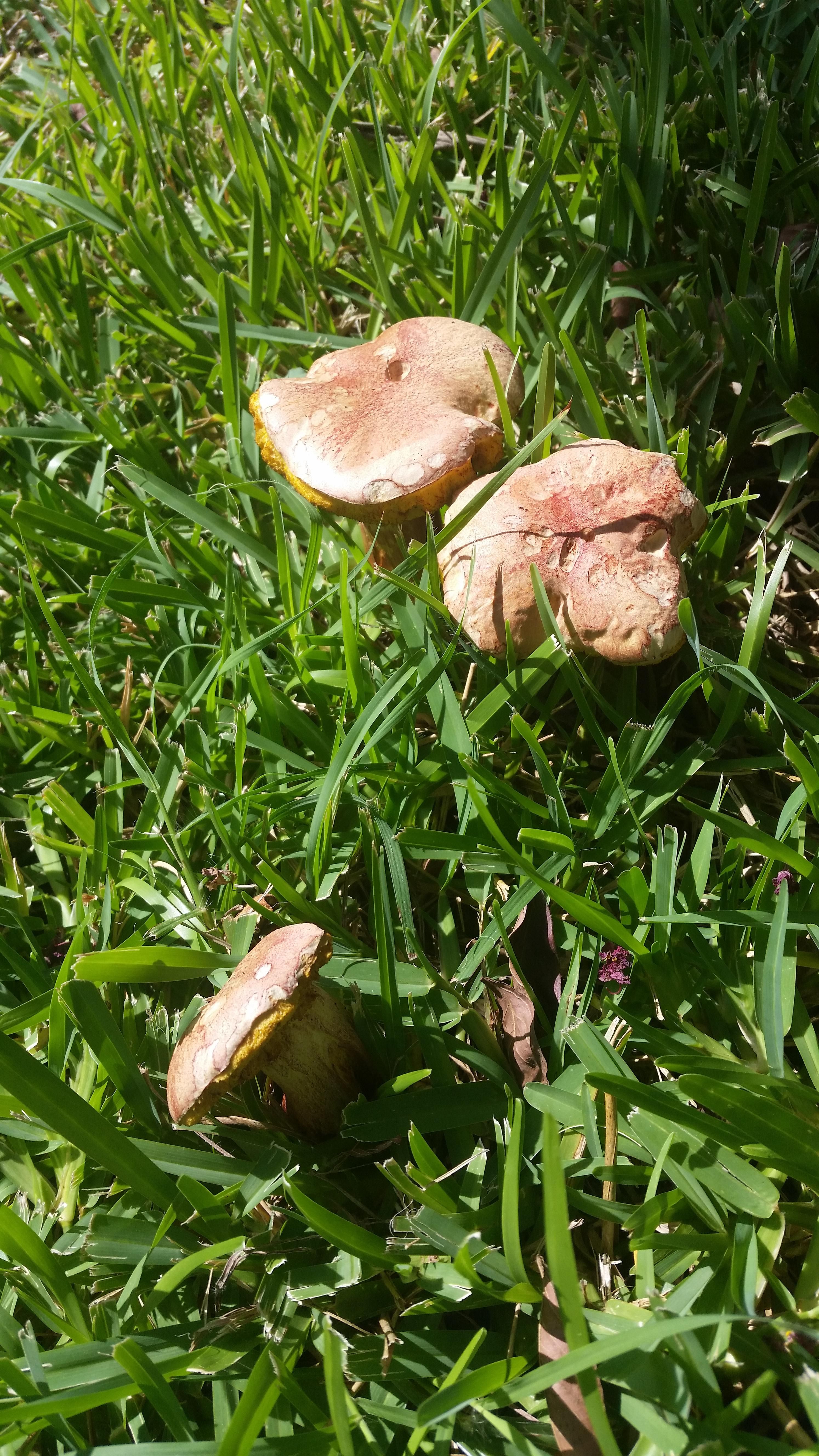 Found a bunch of mushrooms in my yard in central Texas. Wondering if ...