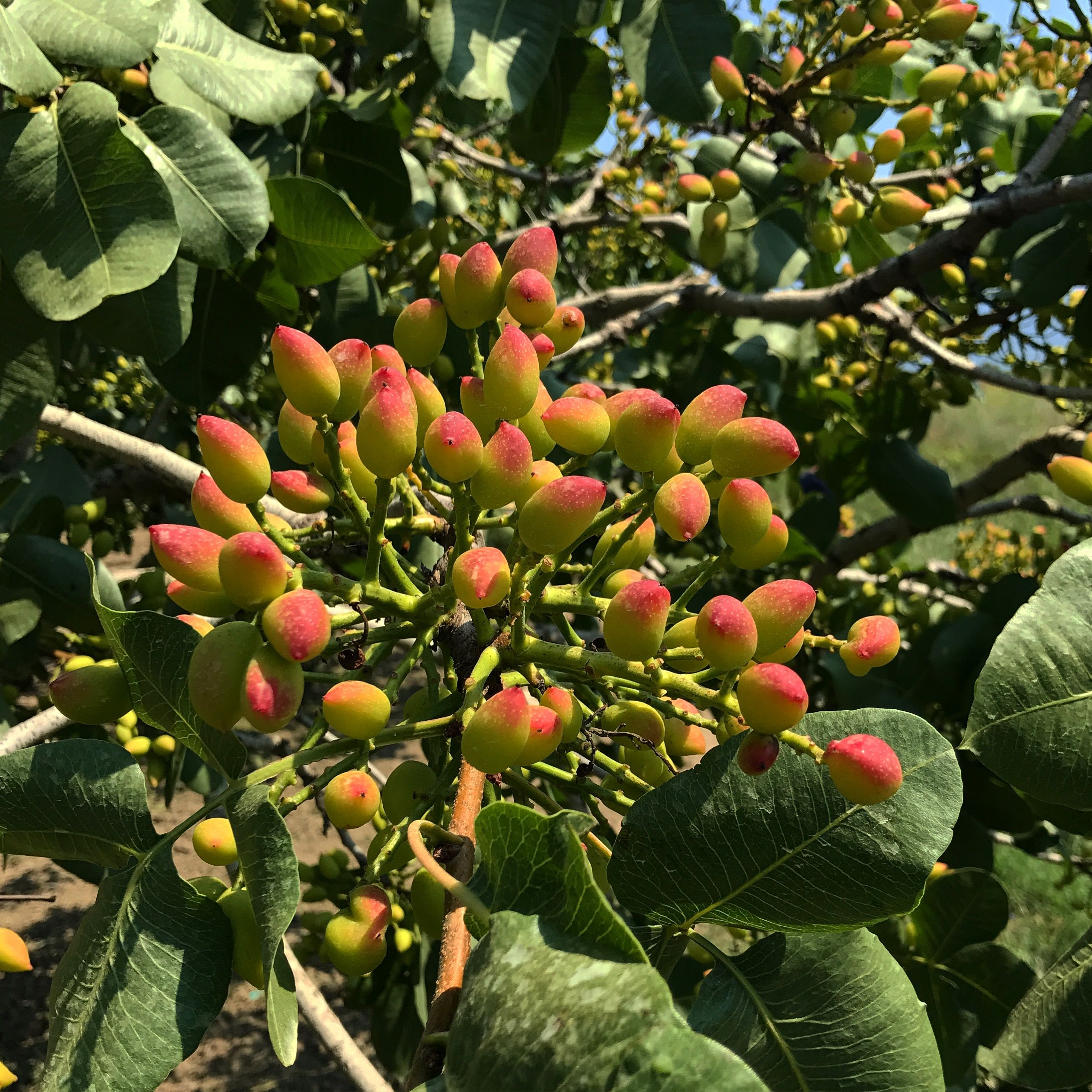 Bunch of pistachios nearly ready for harvest | Pistachio Orchards ...