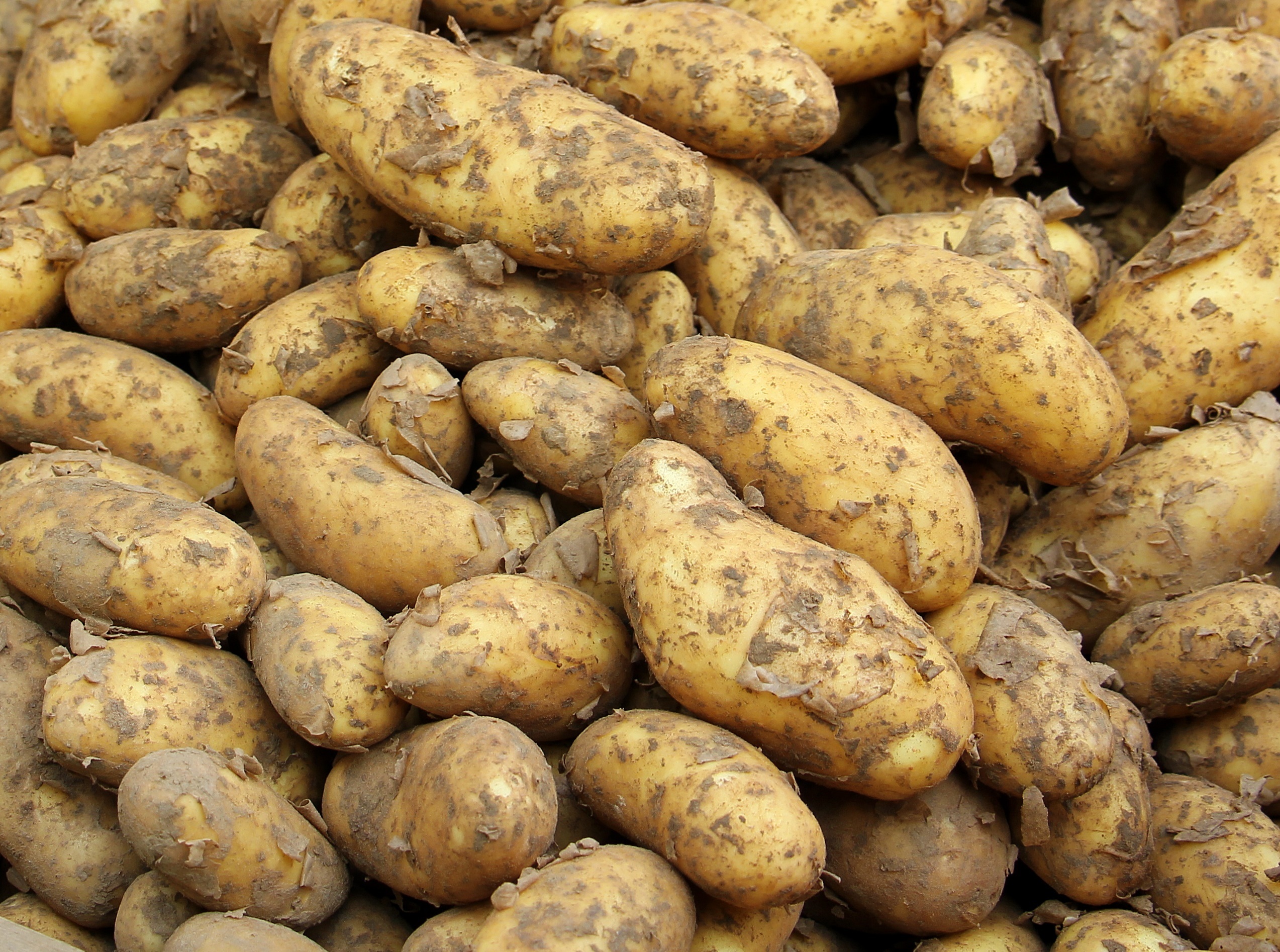 Bunch of potatoes photo