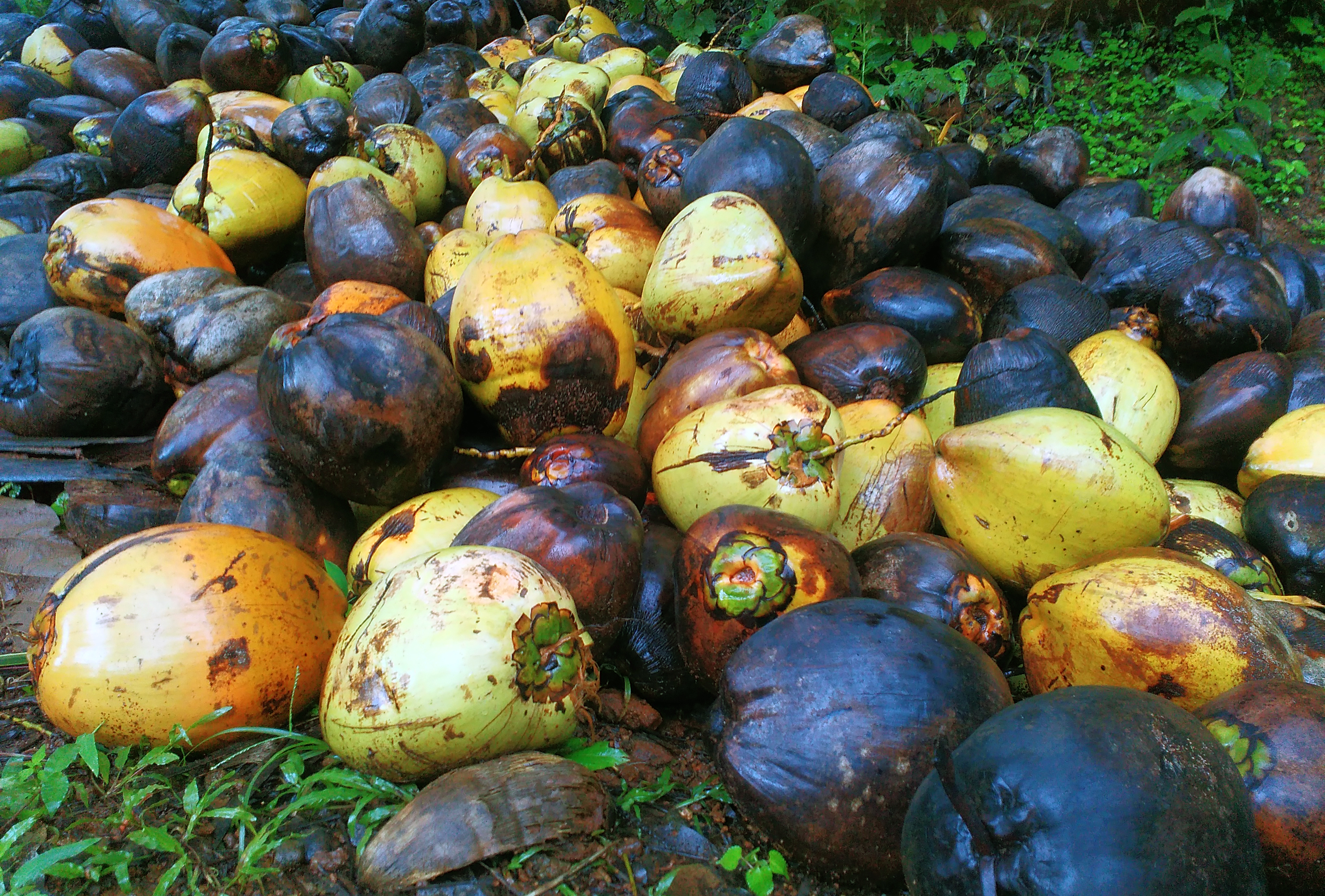 Bunch of Raw coconuts, Black, Bunch, Coconuts, Food, HQ Photo