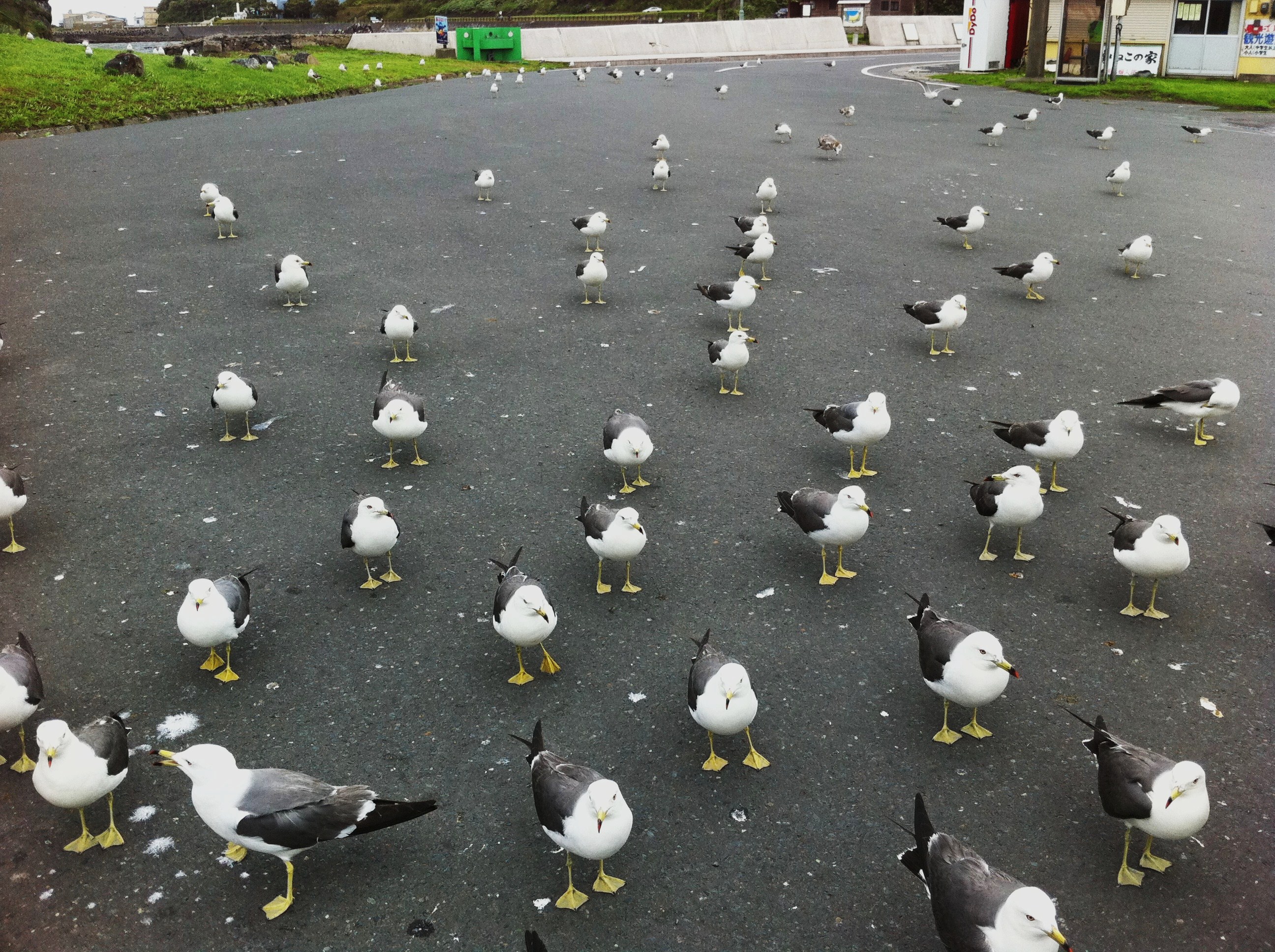 Kabushima, the island of seagulls and the shrine in Hachinohe-City ...