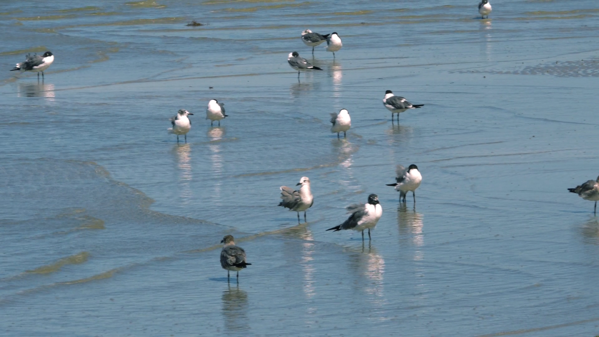 Group of Seagulls Stand in Shallow Water, 4K Stock Video Footage ...