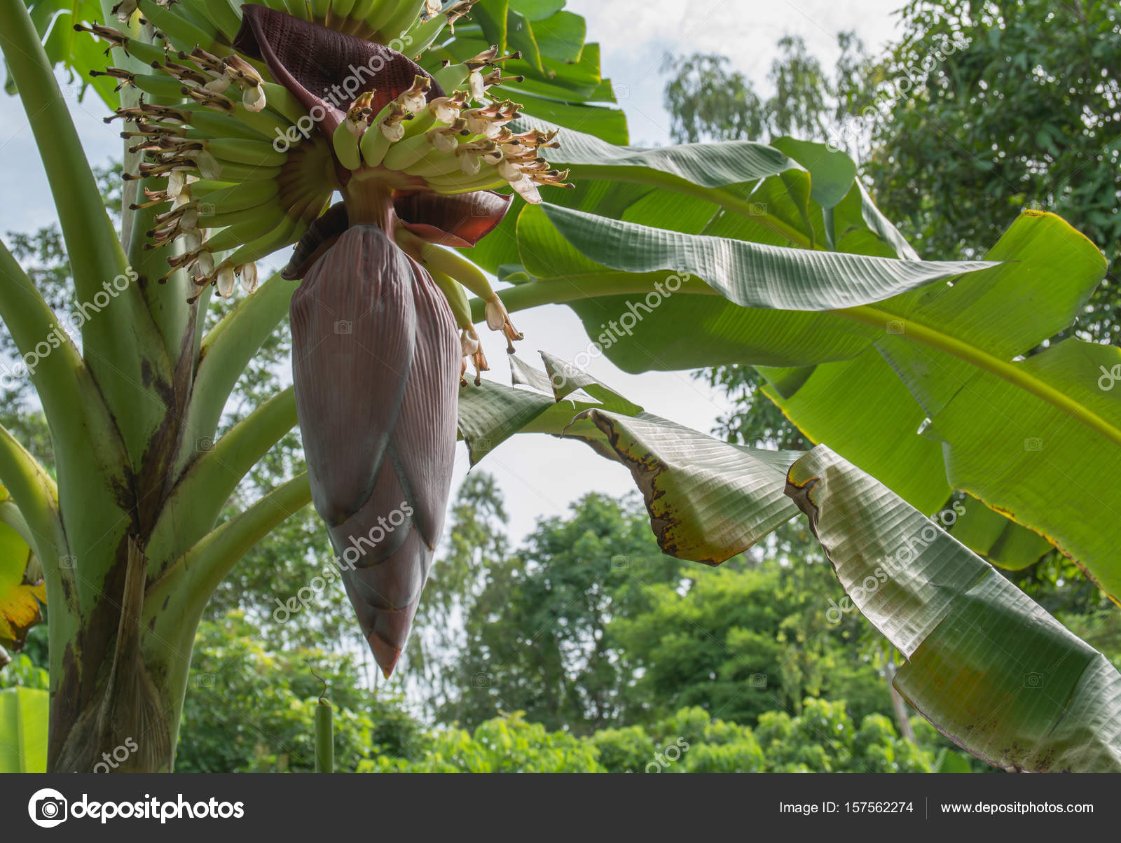 Banana tree with bunch of growing ripe green bananas. — Stock Photo ...