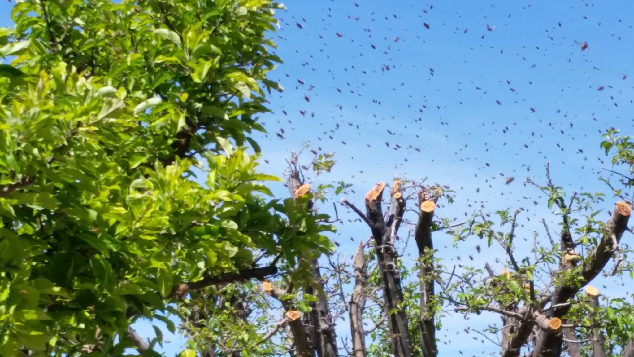 Bee season: Balls of bees in trees, swarms; what you need to know ...