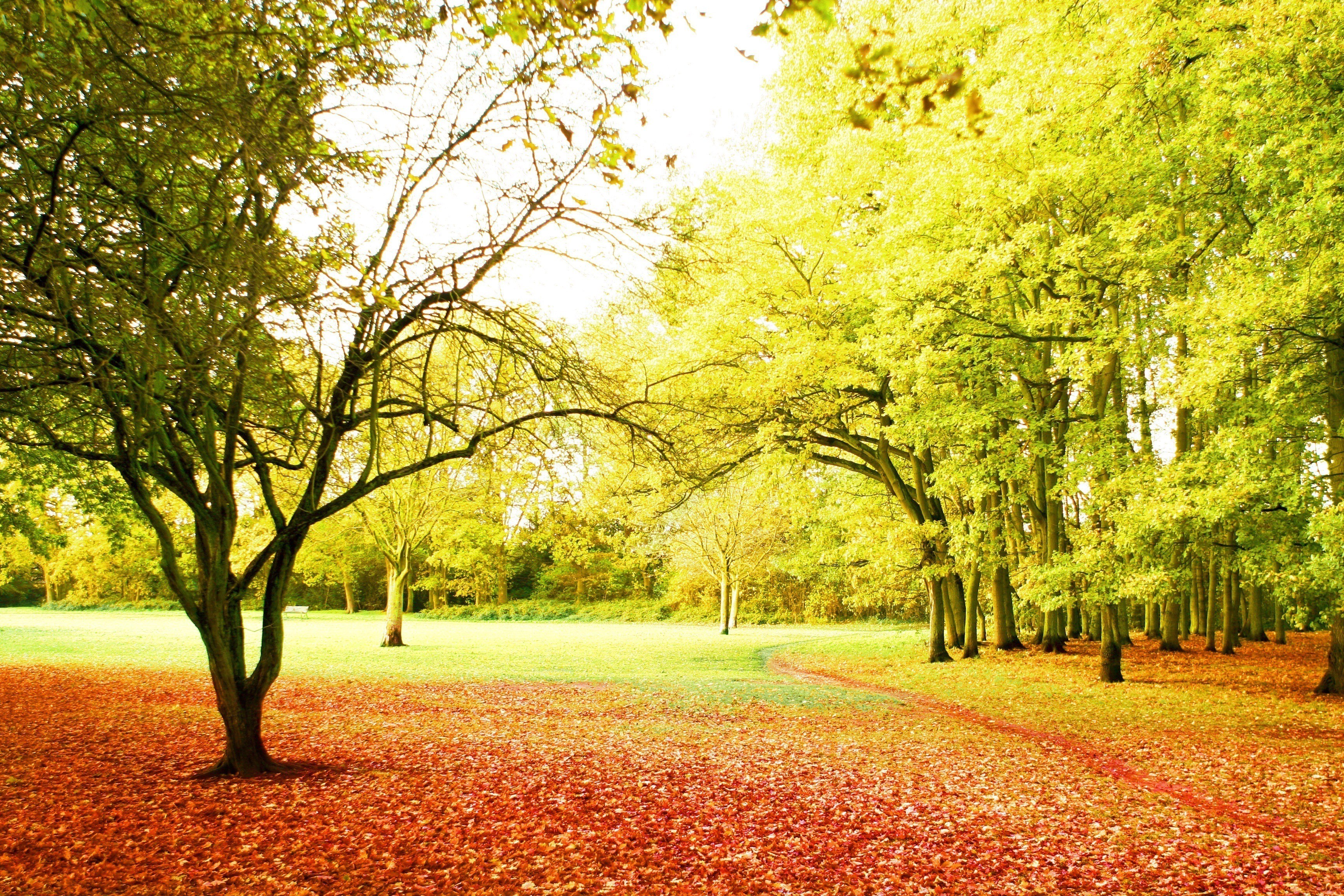 Field: Fall Orange Autumn Leaves Green Shadow Park Day Fields Trees ...
