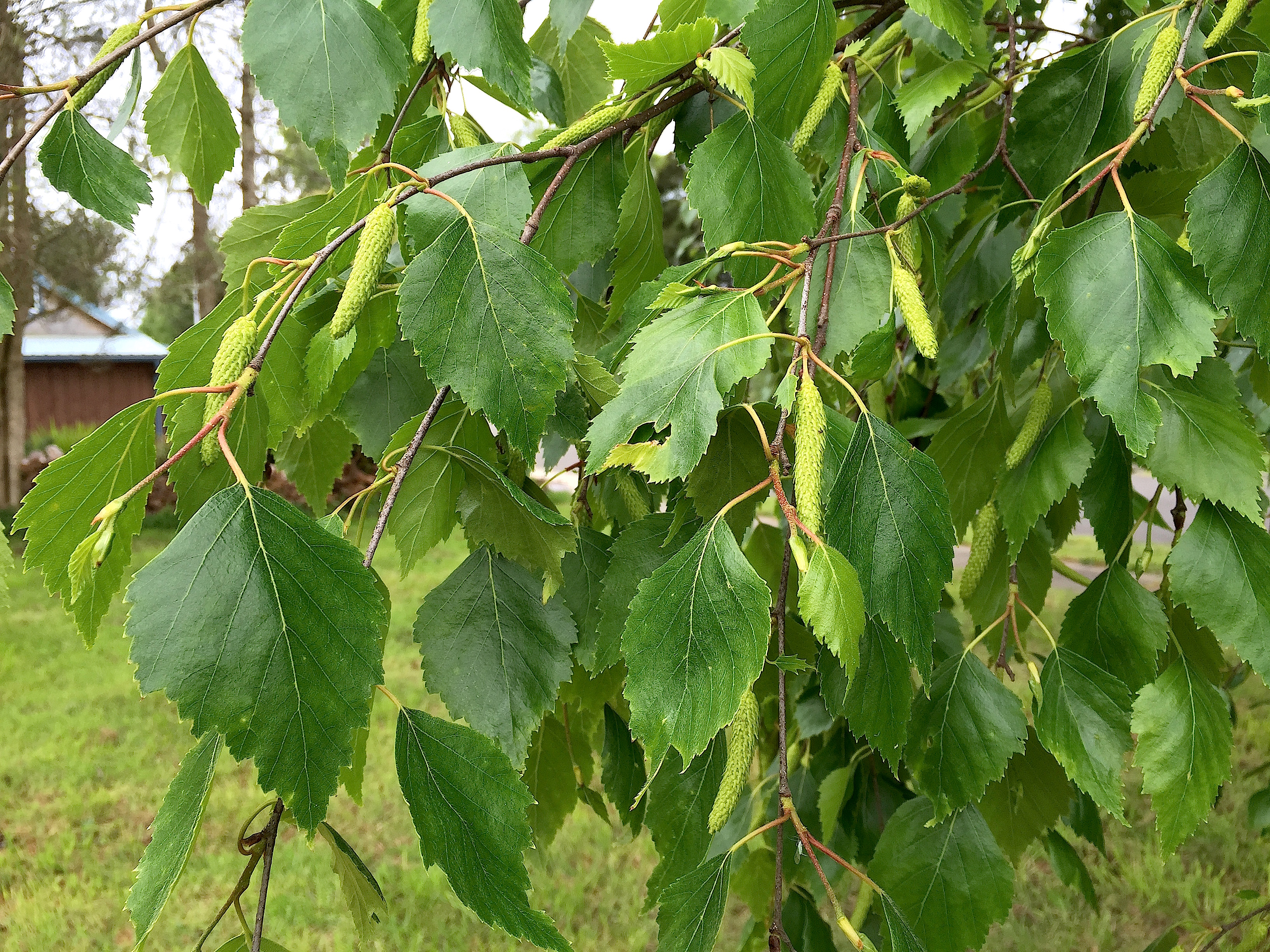 Mystery Tree Revealed…It's a Birch Tree | Adventures in Natural ...